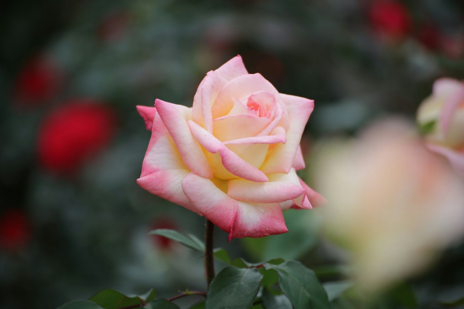 Primo piano di una rosa rosa e crema circondata da foglie verdi