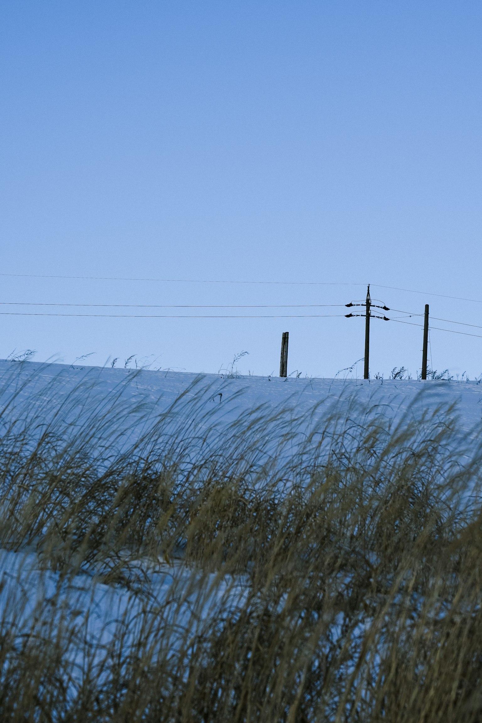 Silueta de postes de electricidad contra un cielo azul con hierba ondeante en primer plano