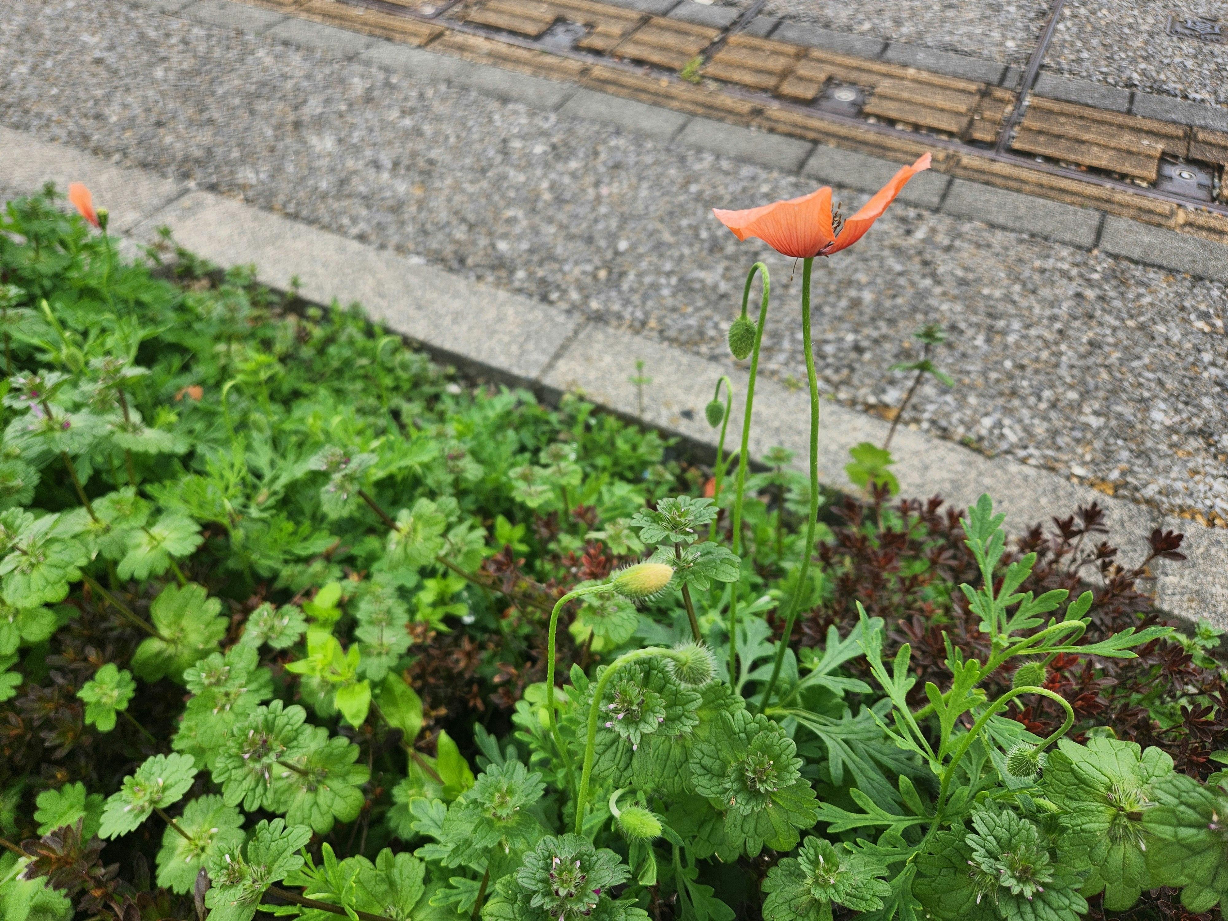 花壇のポピーが咲き始めた春の景色