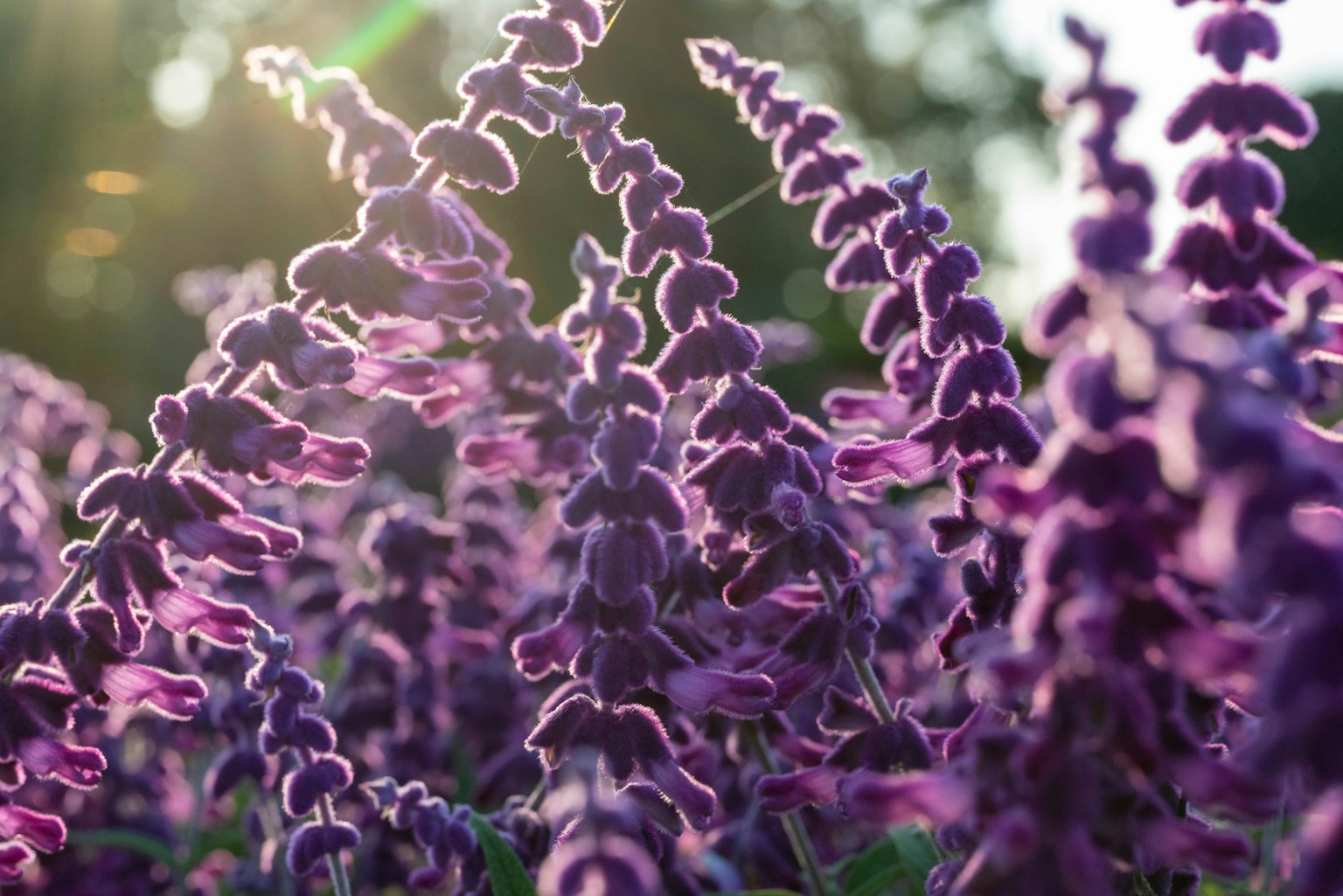 紫色の花が群生する風景 日差しが差し込む美しい瞬間