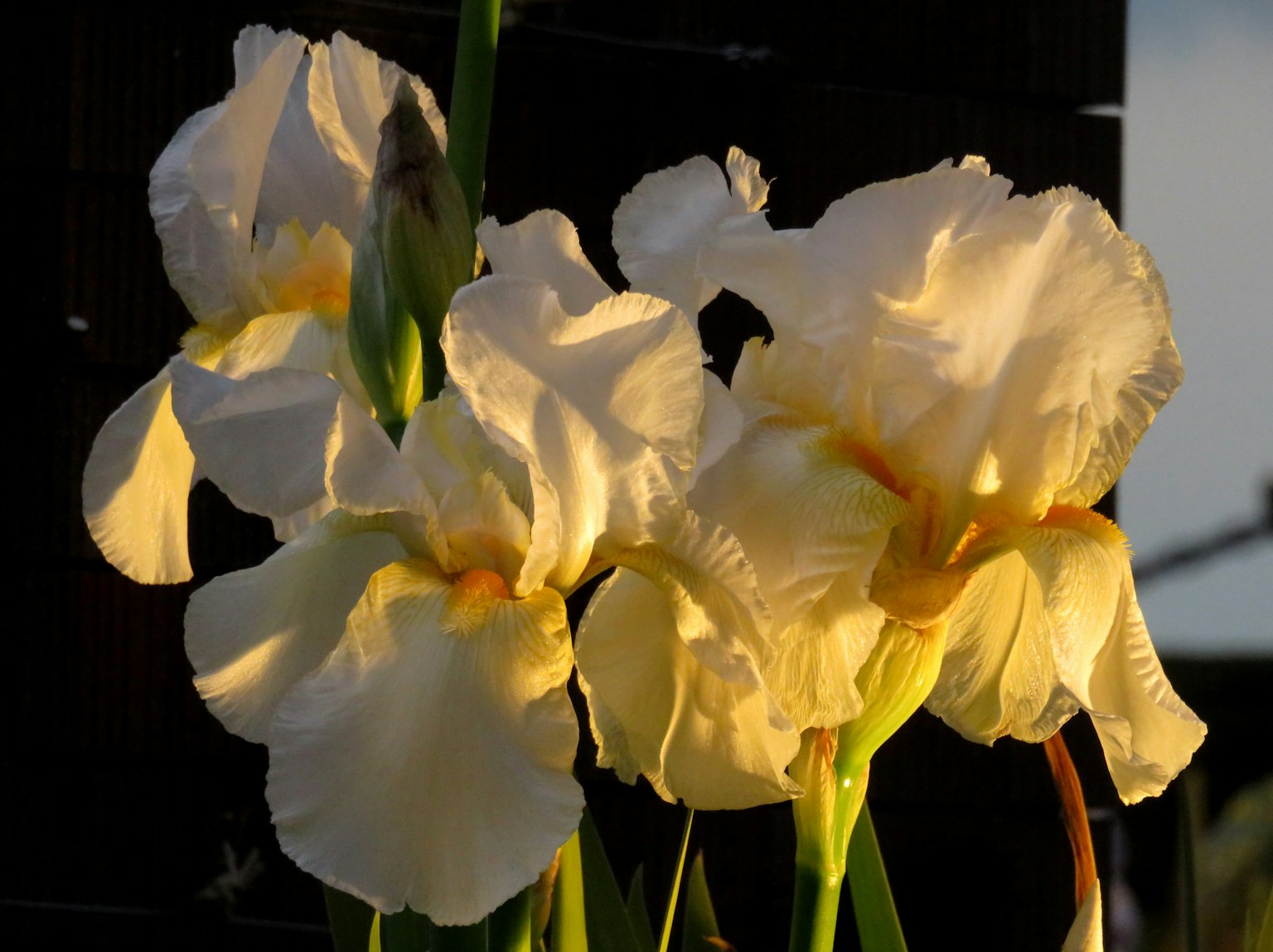 Bunga iris putih bersinar dalam cahaya senja