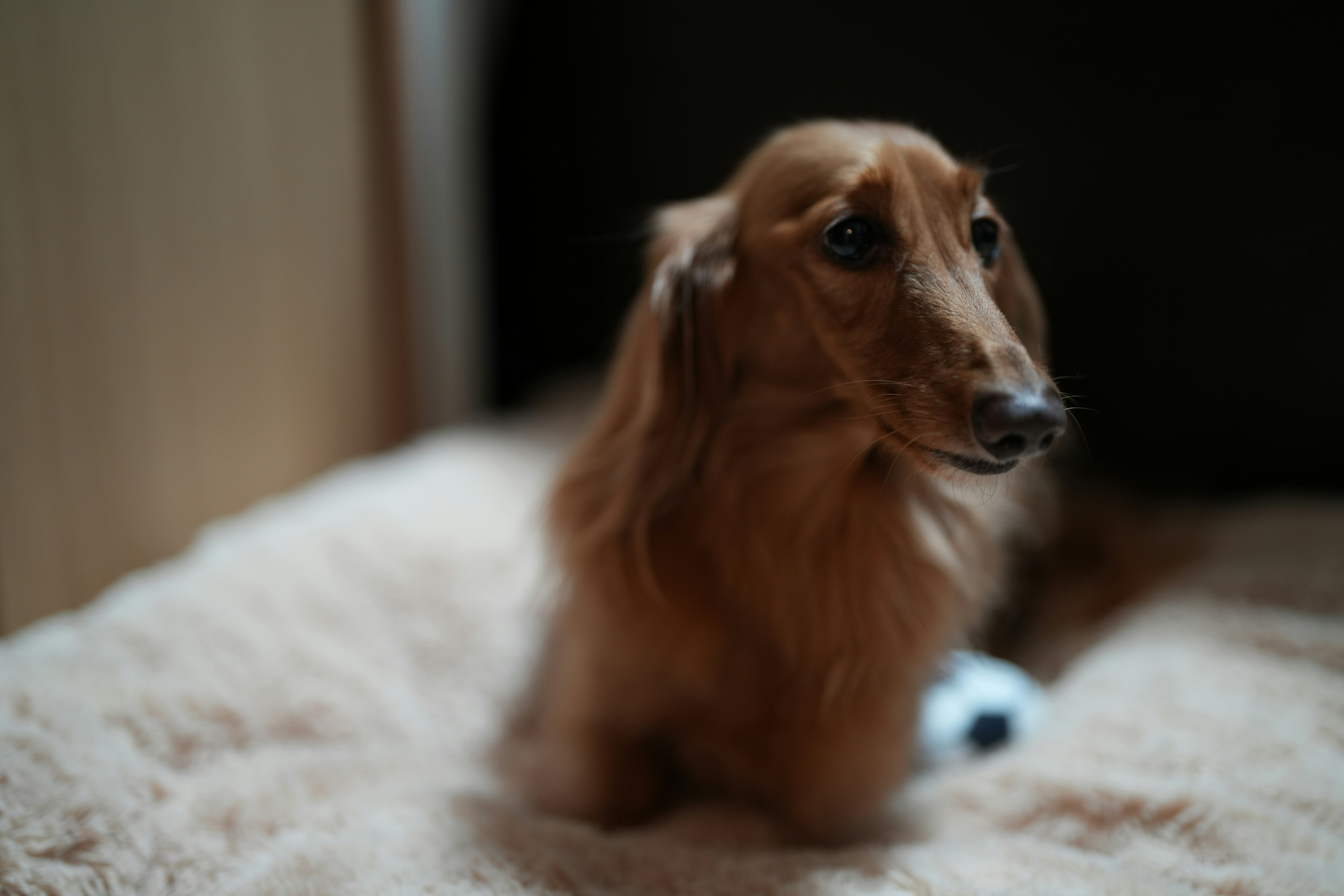 床上休息的迷你腊肠犬