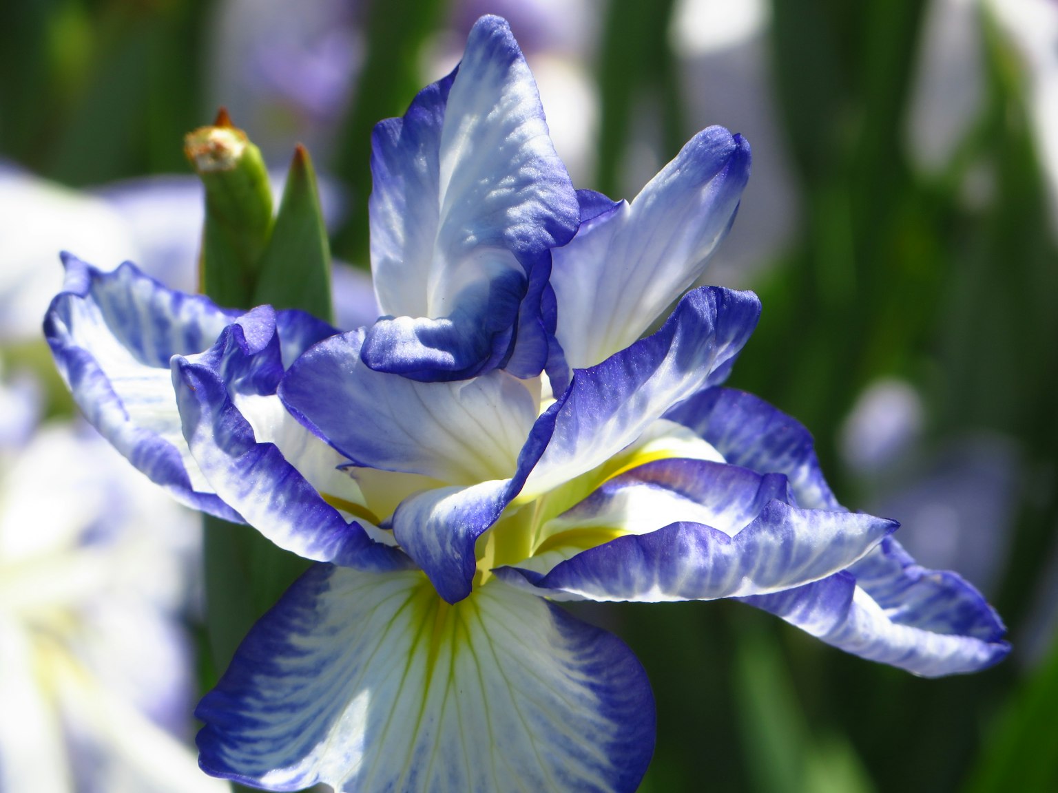 Gros plan d'une fleur d'iris avec des pétales bleus et blancs