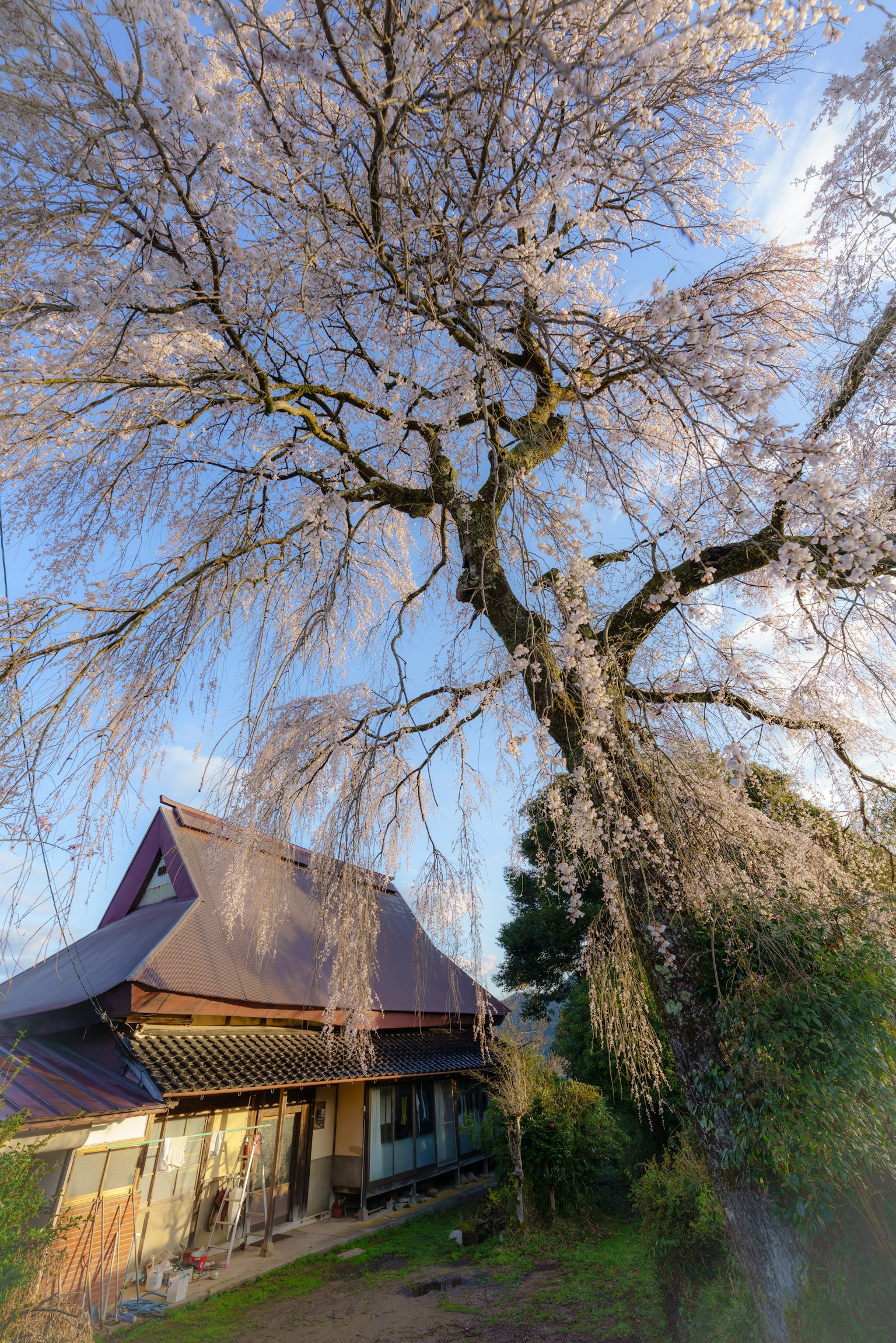 传统日本房屋和樱花树的风景