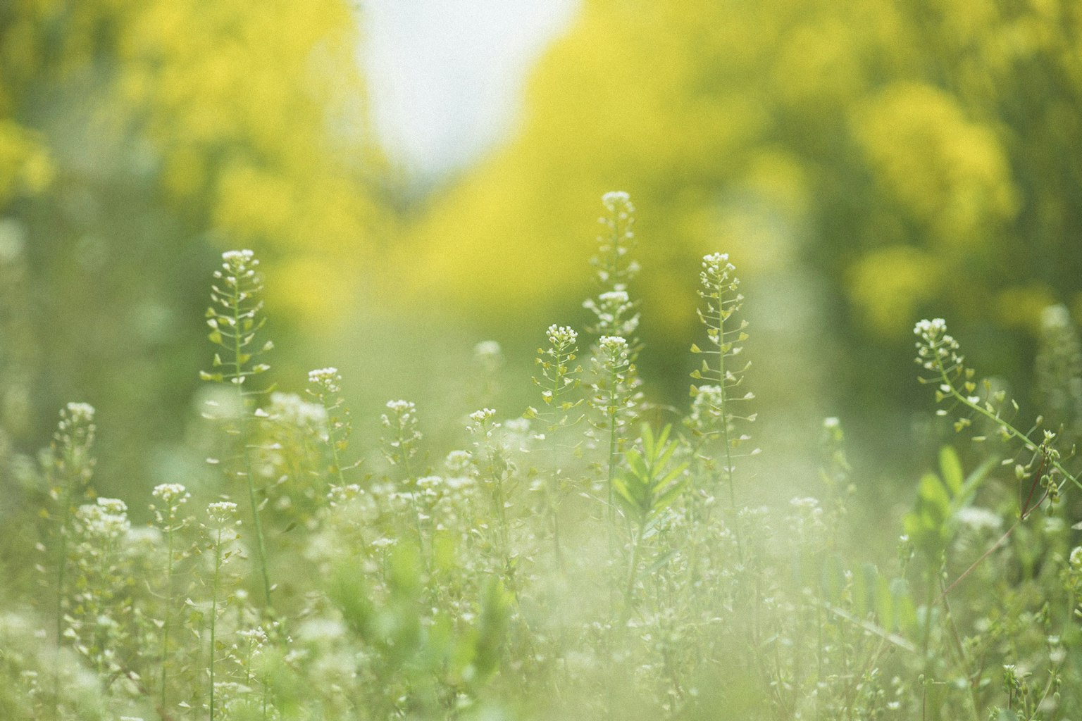 Natural scene featuring yellow flowers and white wildflowers