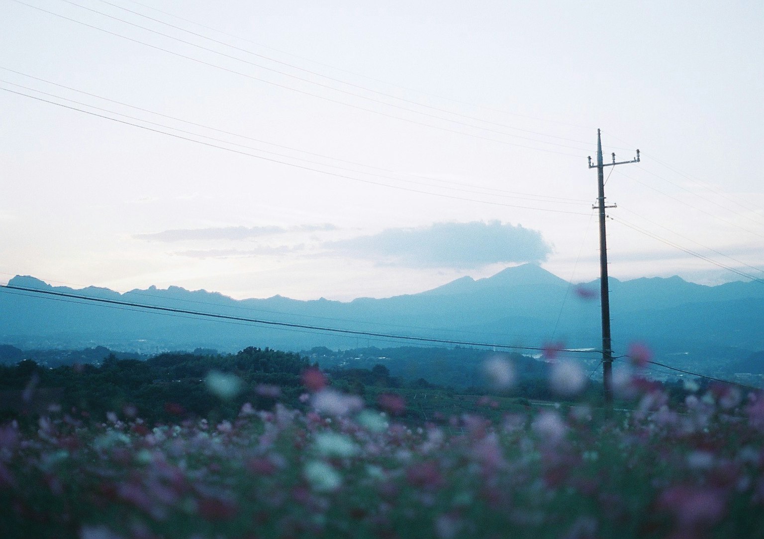 一幅花田风景，背景是山脉和一根电线杆