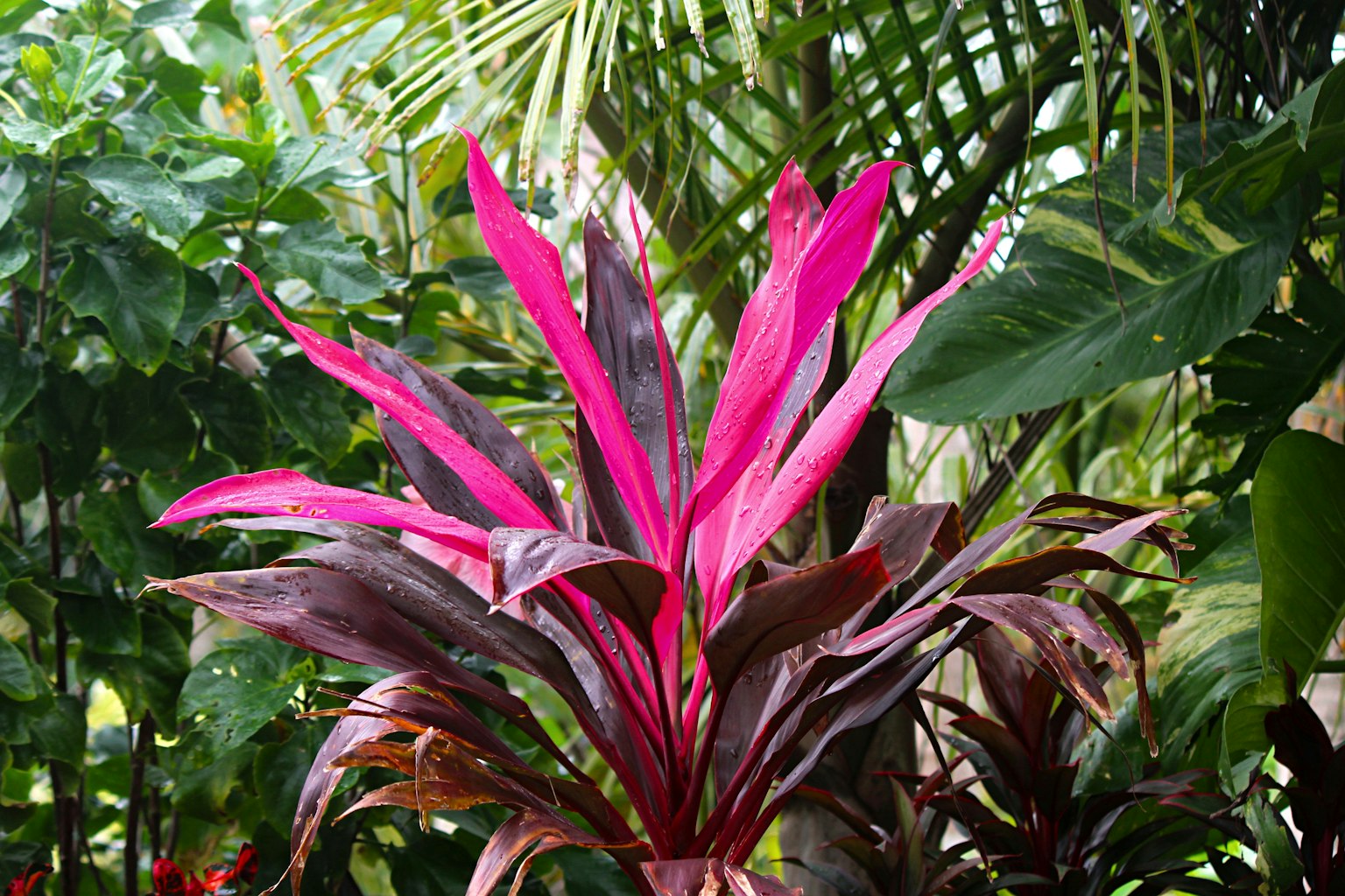 Planta tropical con hojas rosas y moradas vibrantes rodeada de vegetación