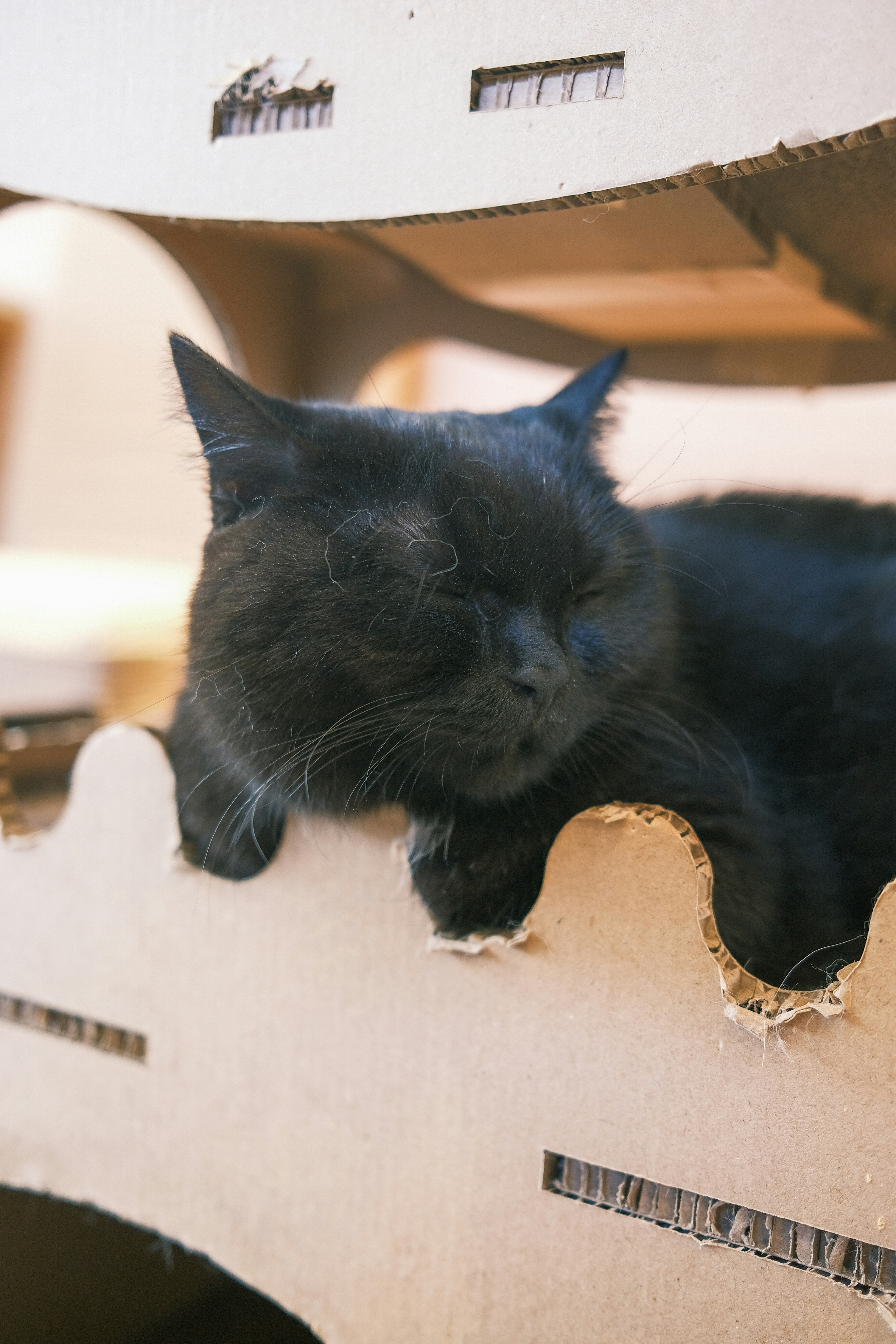 A cat perched on the edge of a cardboard box indoors