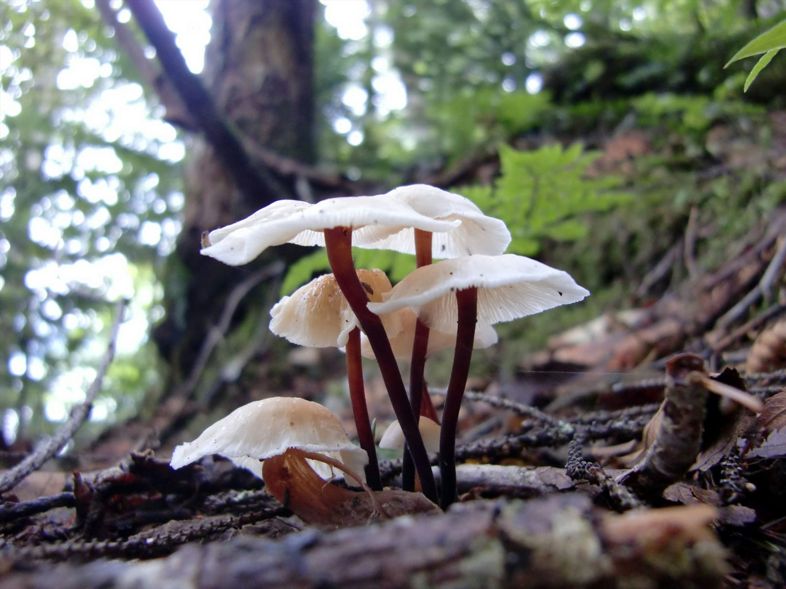 Photo de champignons blancs poussant dans une forêt