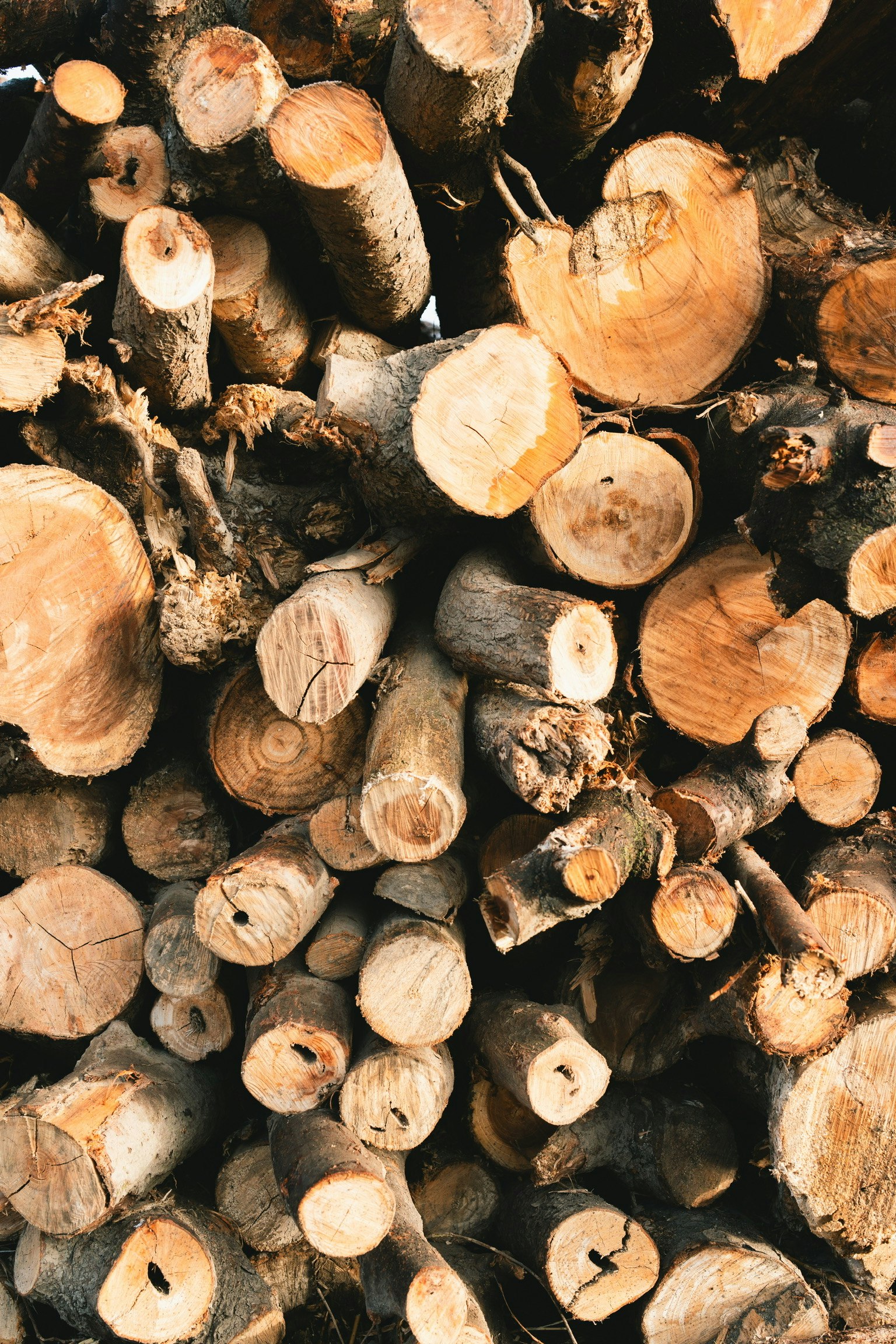 stacked logs and tree stumps