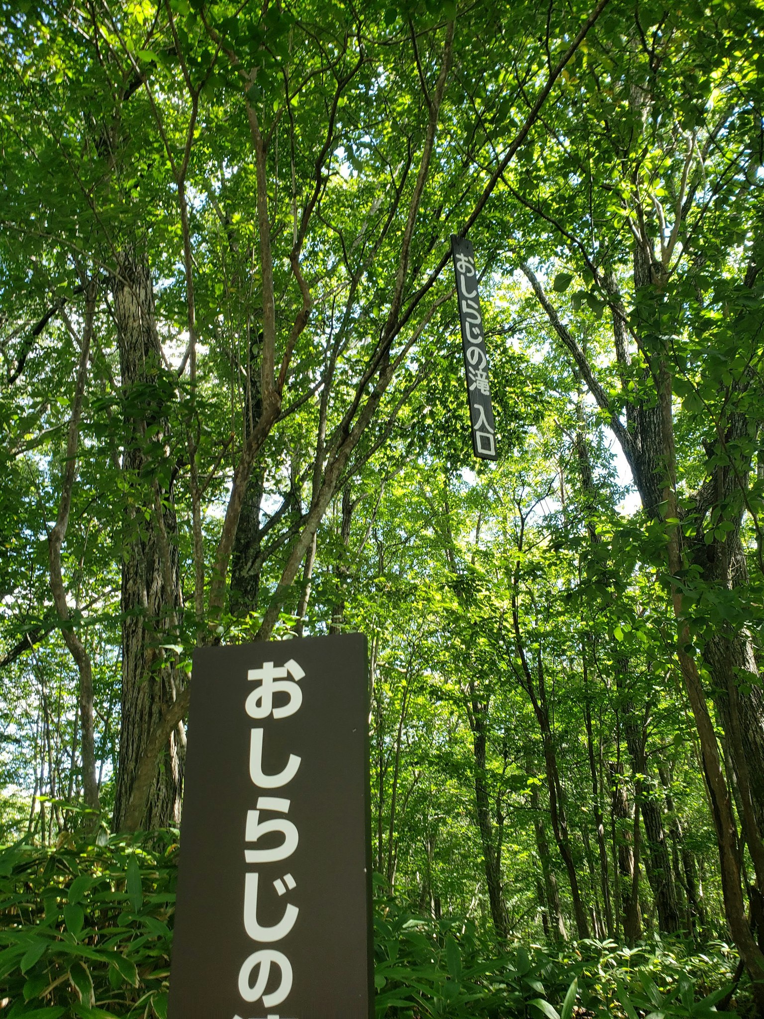Panneau dans une forêt verdoyante avec le mot Oshiraji