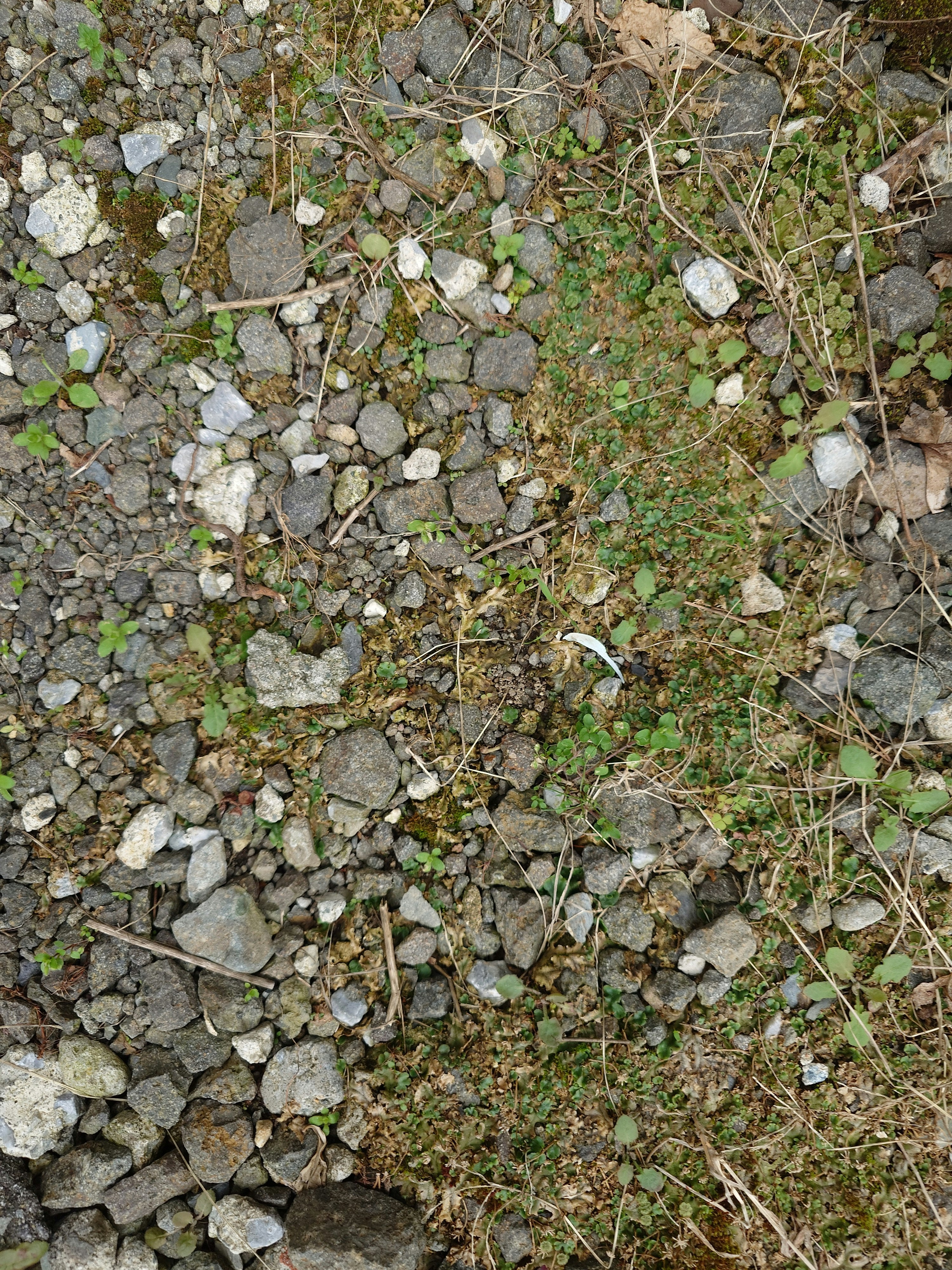 小石と草が混ざる地面のクローズアップ