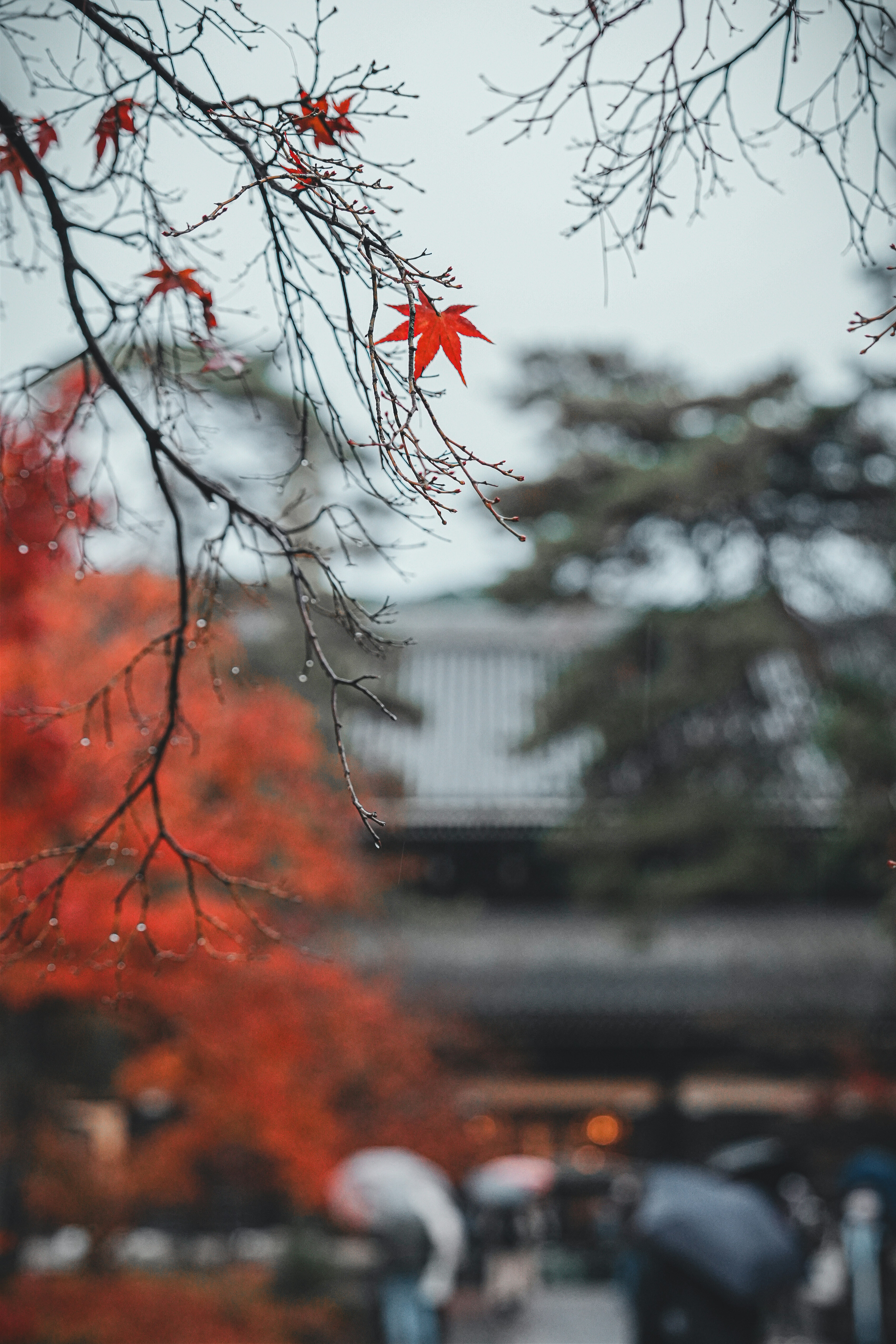 前景红色树叶与枝条，远处街道的秋日景色