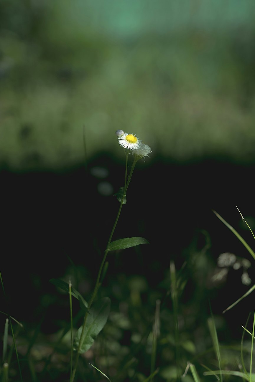petite fleur de pissenlit dans l’herbe