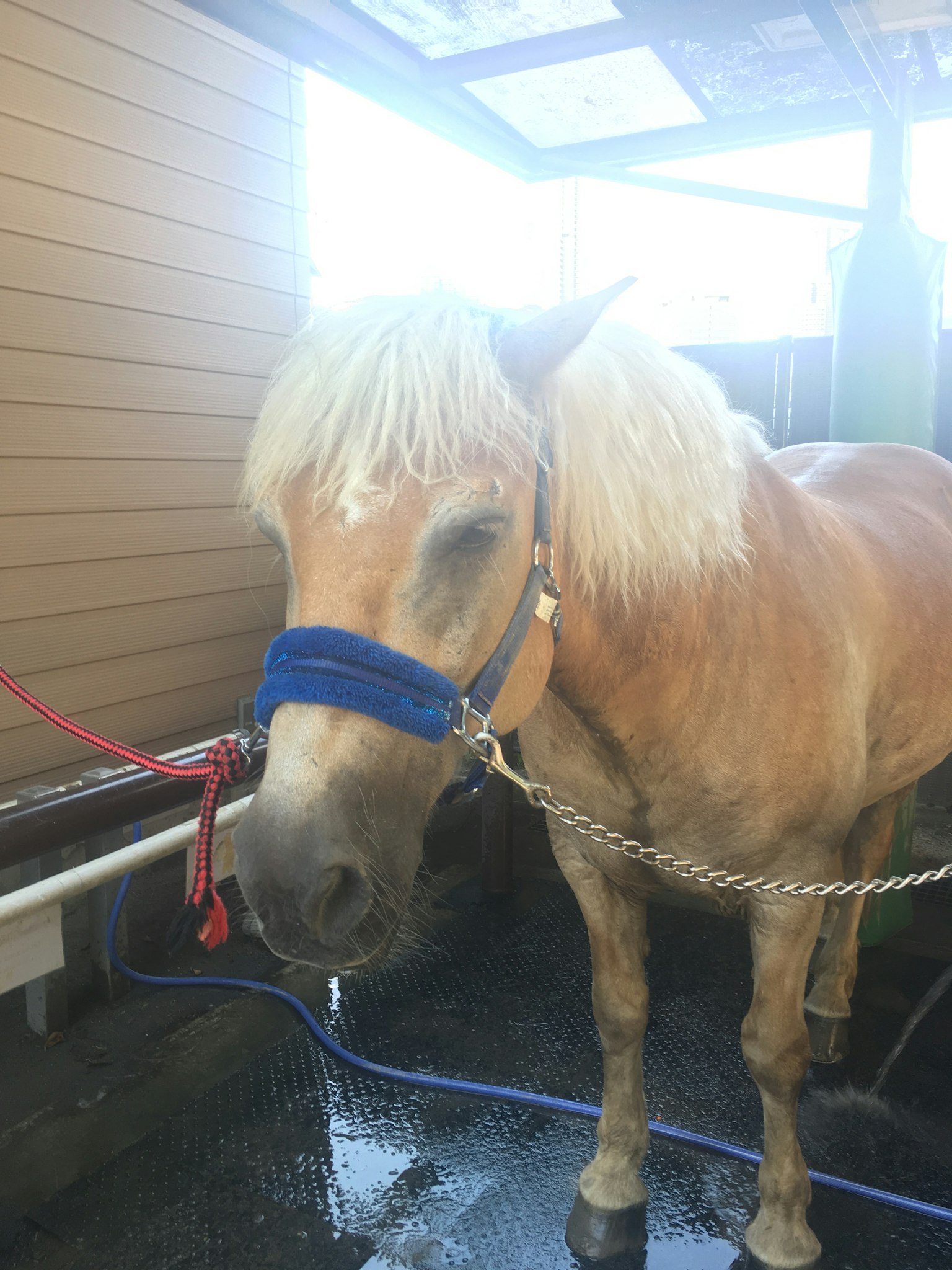Cheval portant un harnais bleu dans une écurie