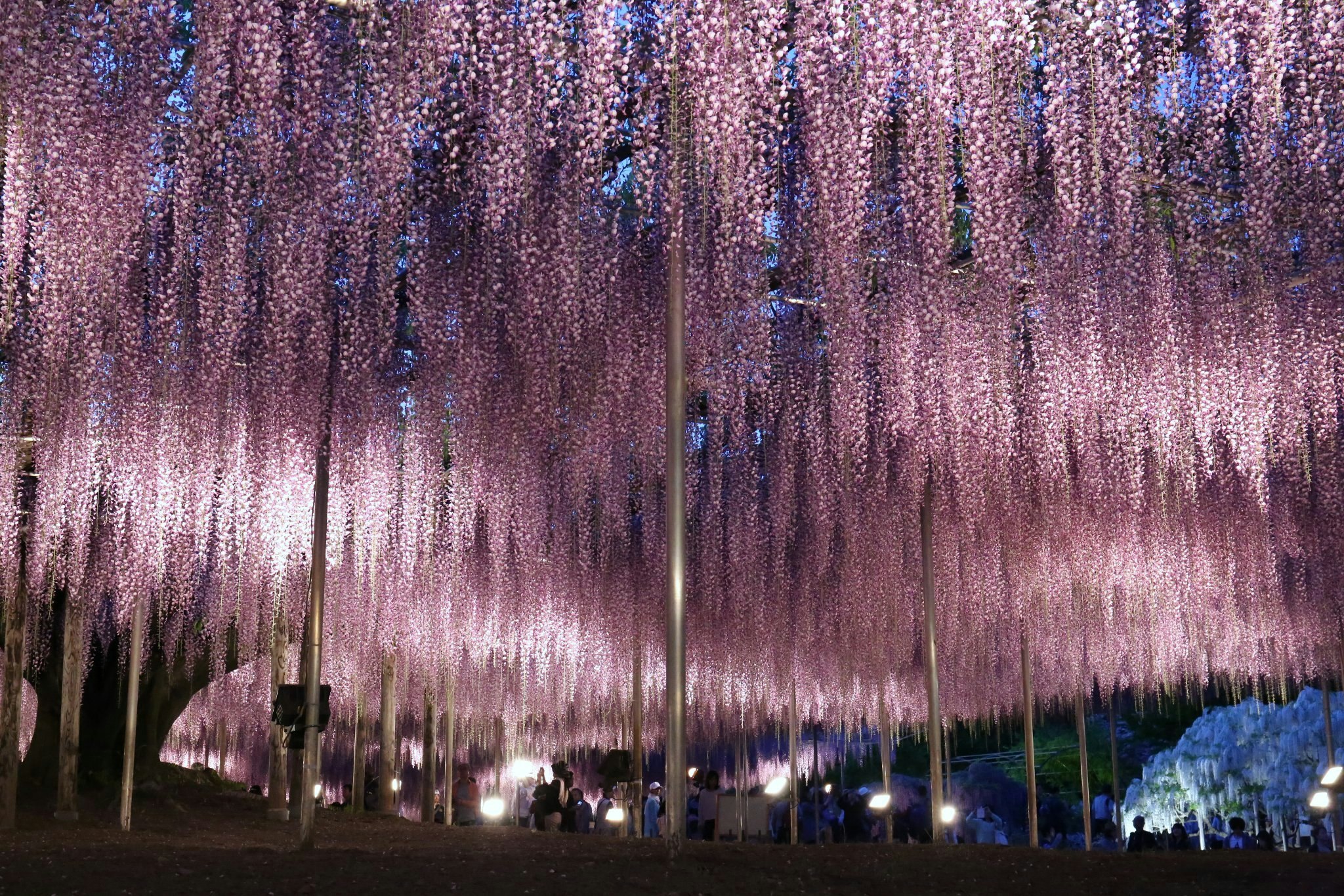 夜晚灯光照亮的垂枝樱花大道图片