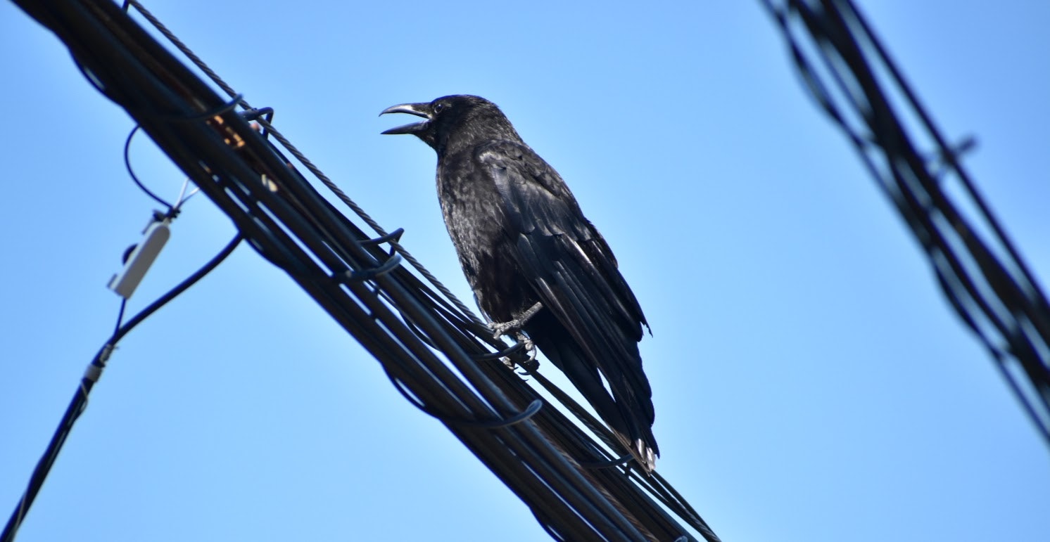 電線にとまるカラスのアップ