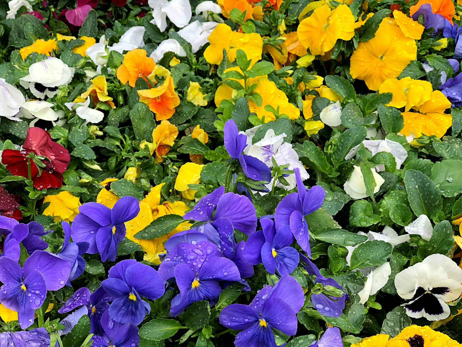 Fiori di viola colorati che fioriscono in un giardino