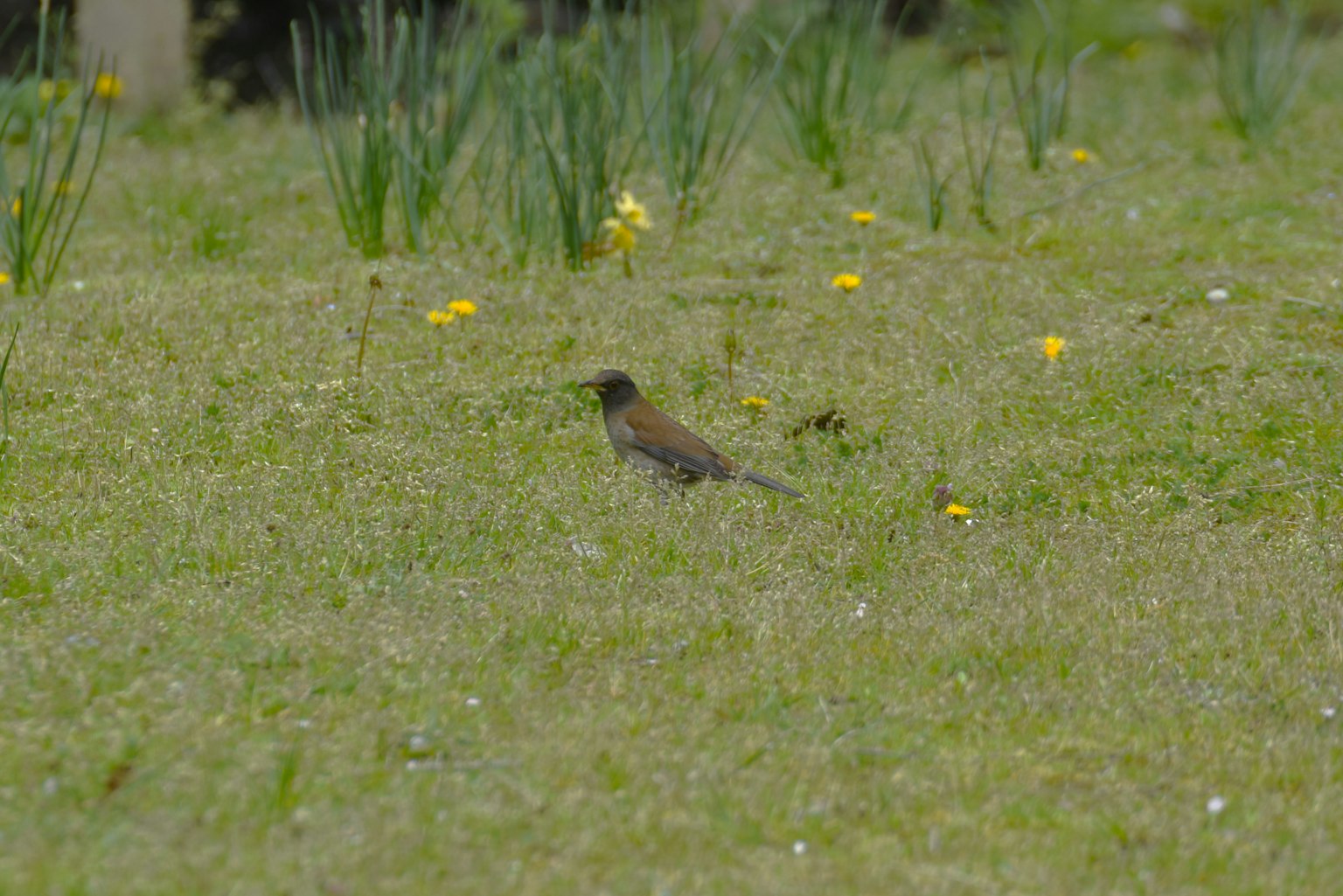 A small bird in a grassy field with yellow flowers