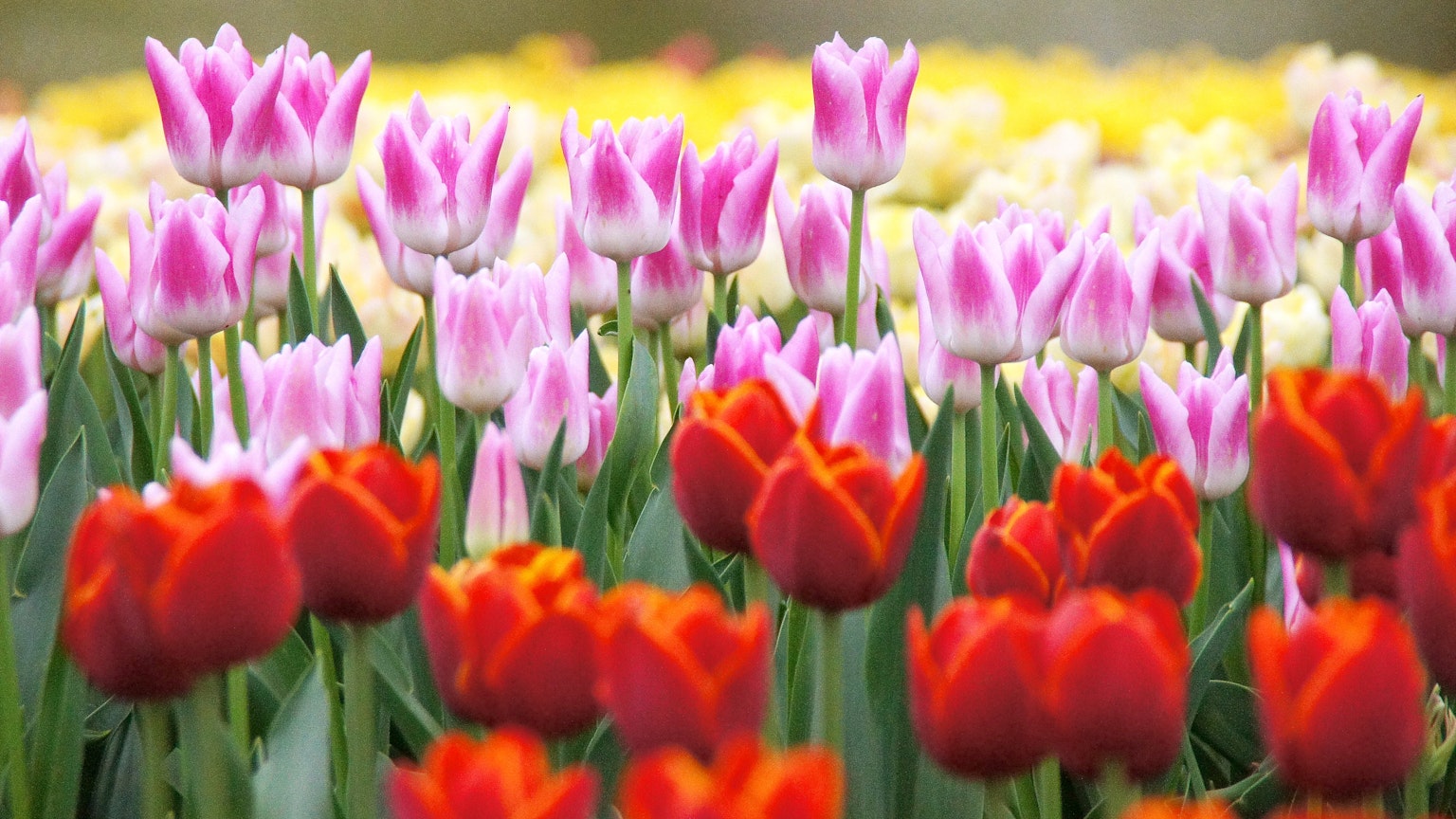 Champs vibrant de tulipes rouges et roses en fleurs au printemps