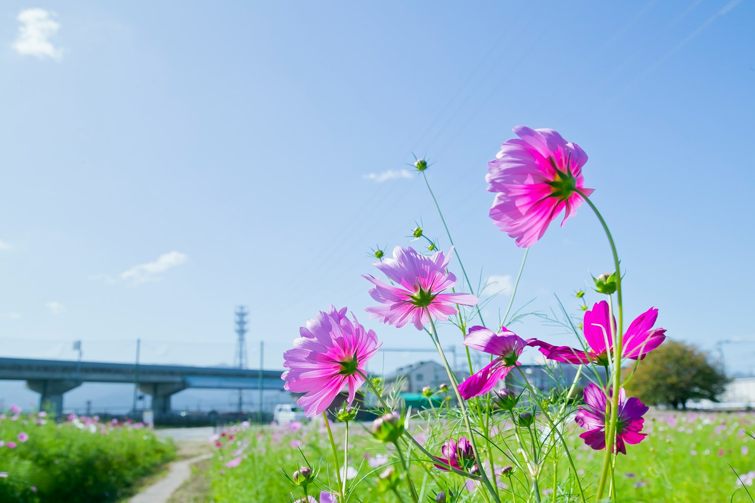 Hoa cosmos hồng nở dưới bầu trời xanh với phông nền sông