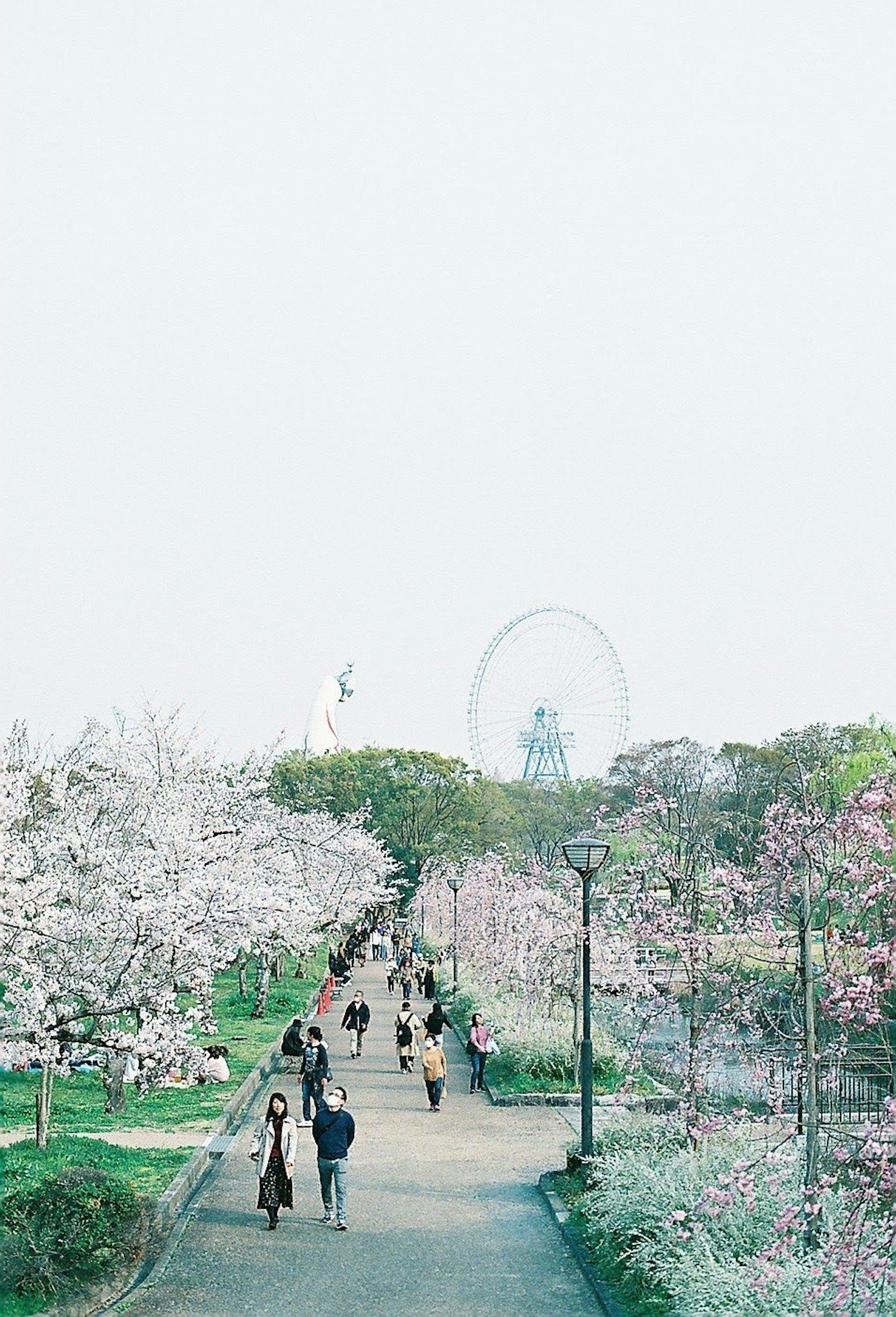 Mọi người đi bộ trong công viên có hàng cây anh đào