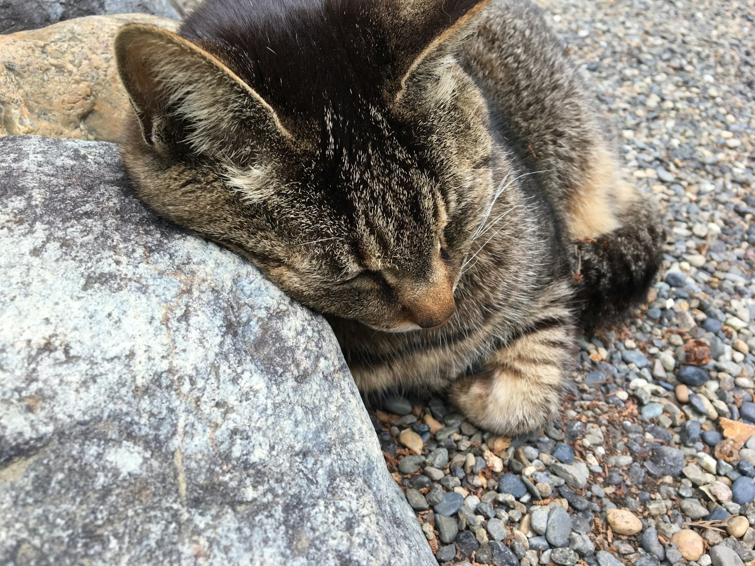A cat resting its head on a rock