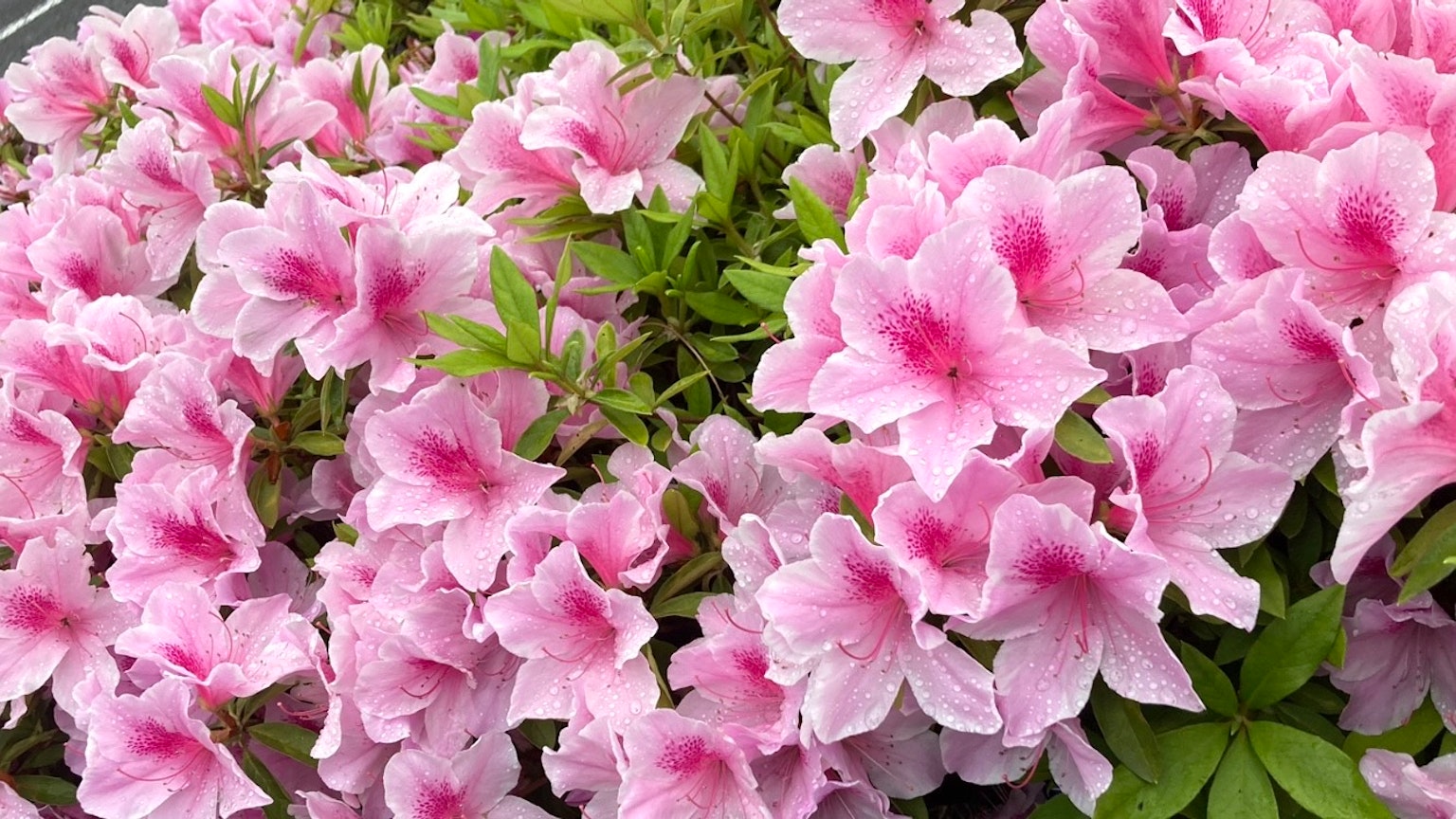 鲜艳的粉红色杜鹃花盛开