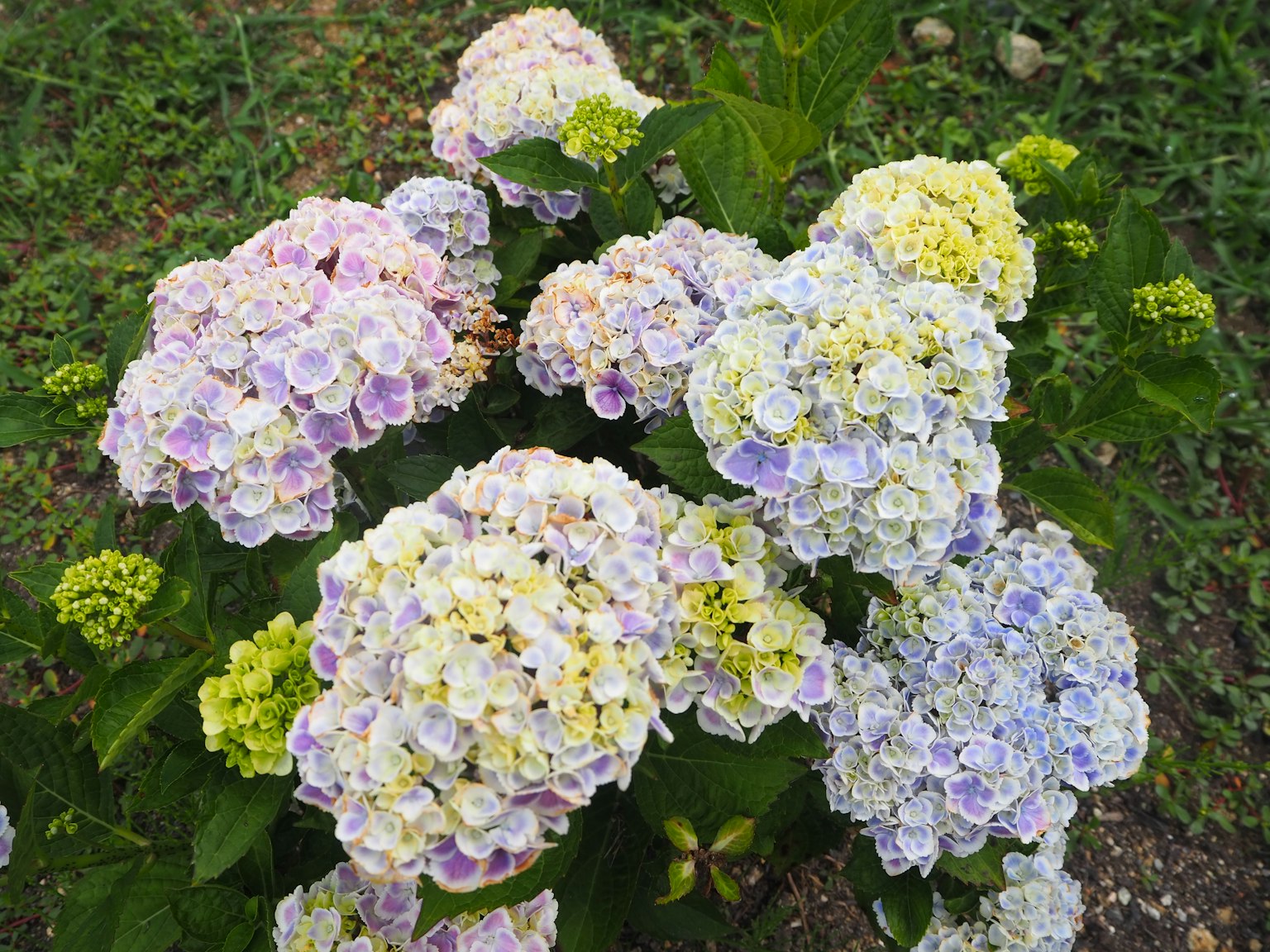 A cluster of colorful hydrangea flowers blooming