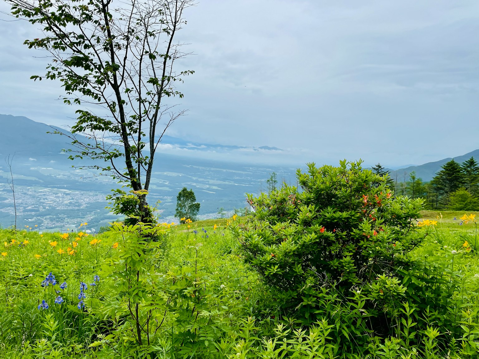 Un paesaggio verdeggiante con alberi e fiori che si affaccia su un lago distante