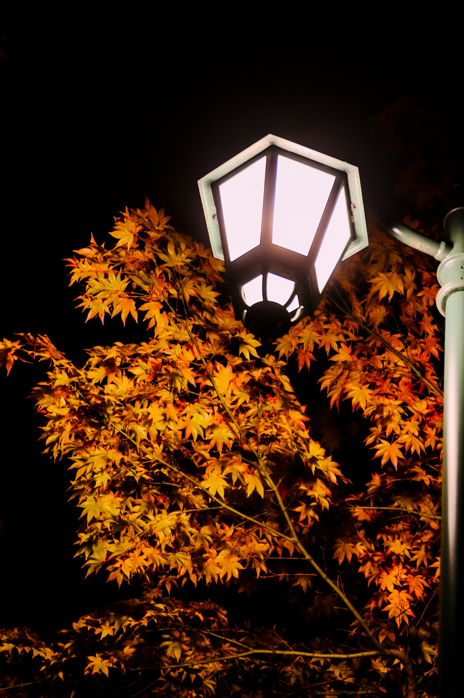 Lampadaire illuminé la nuit avec des feuilles orange vives