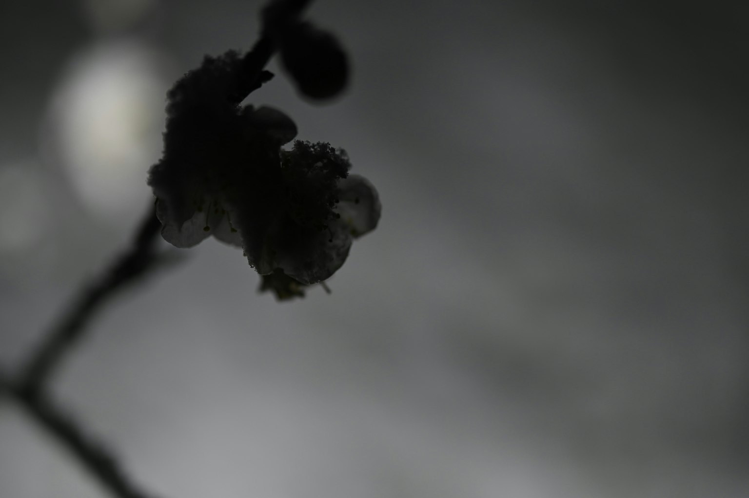 Silueta de un botón de flor contra un fondo oscuro