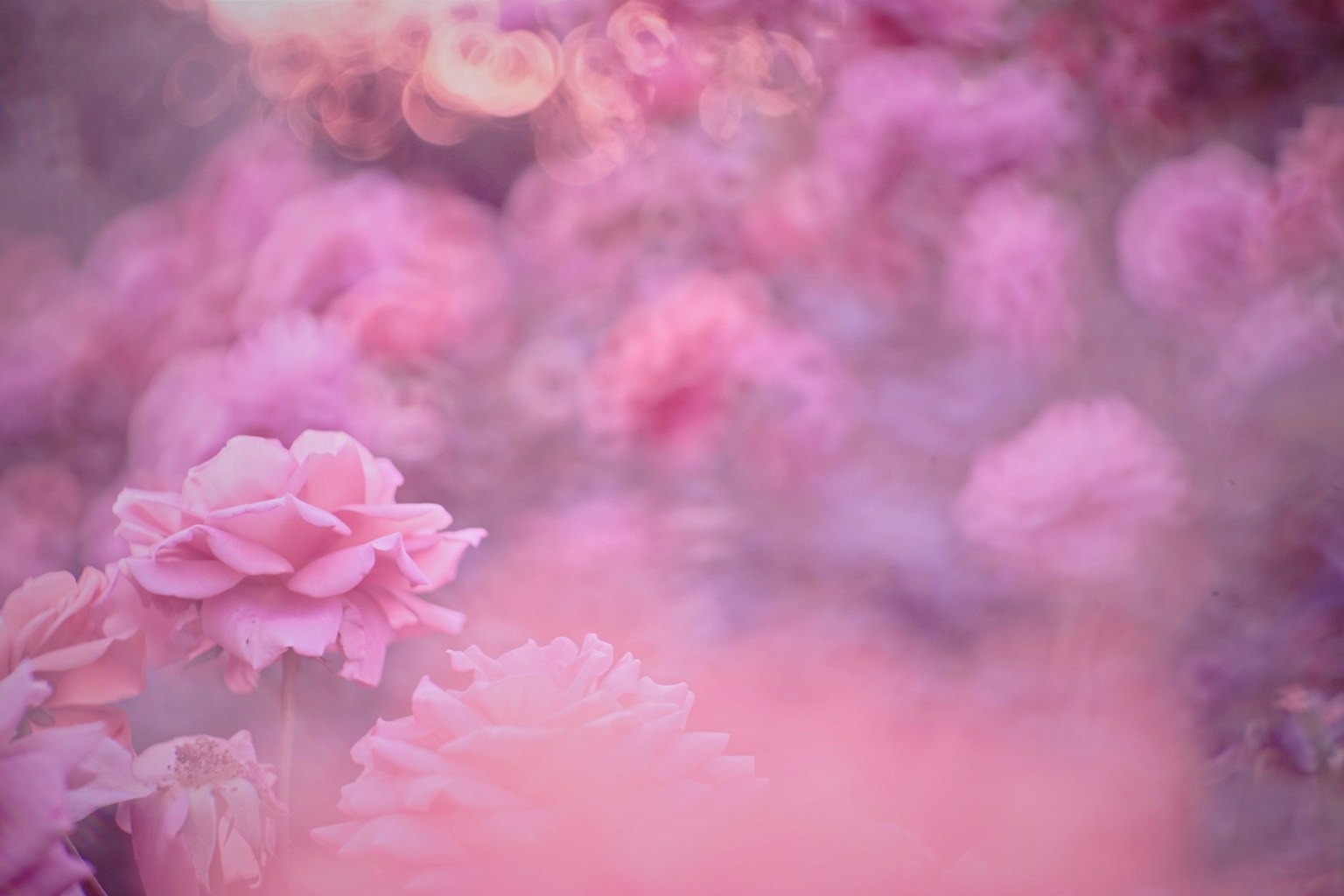 ภาพดอกไม้สีชมพูที่มีพื้นหลังนุ่มนวล