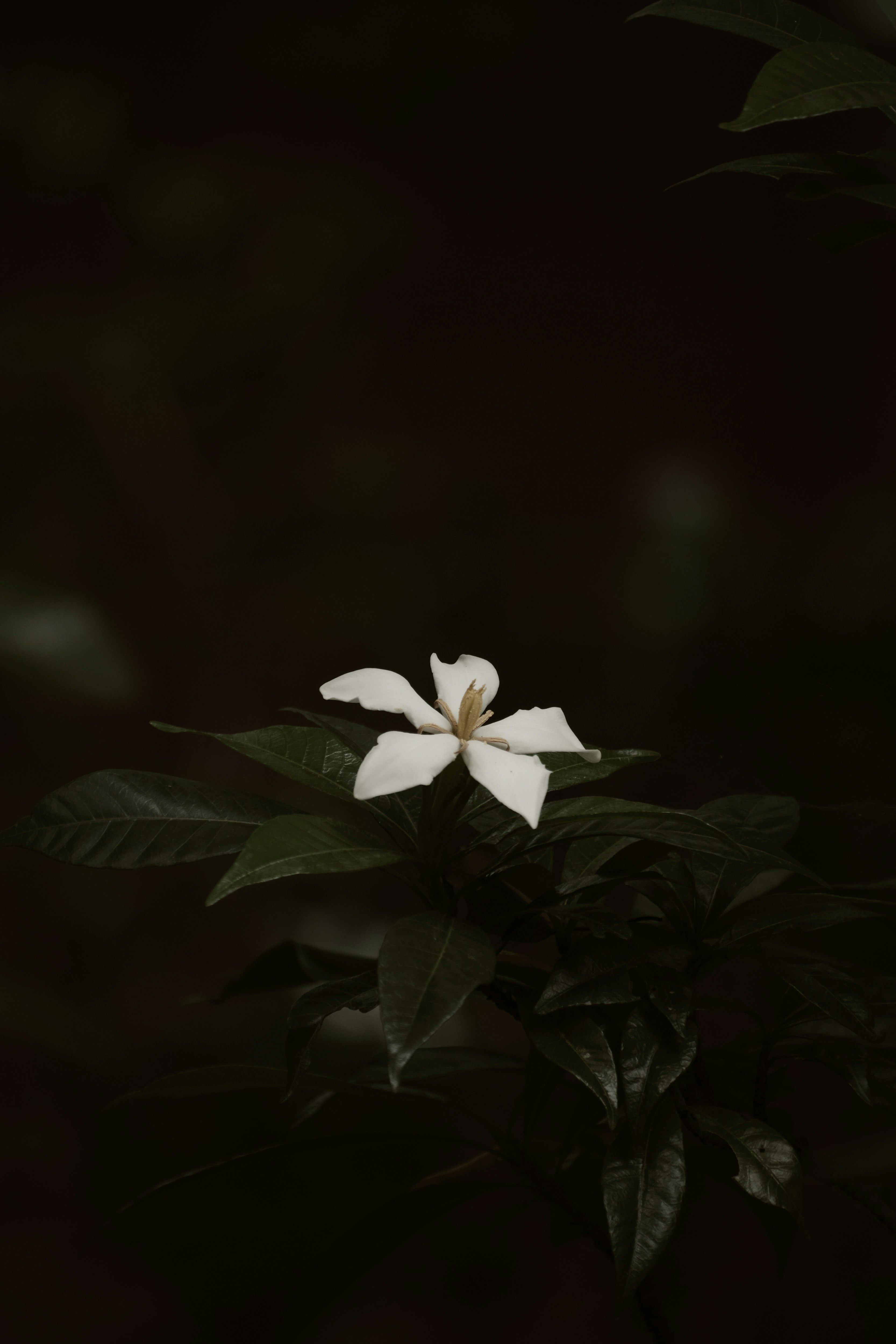 暗い背景に浮かぶ白い花と葉