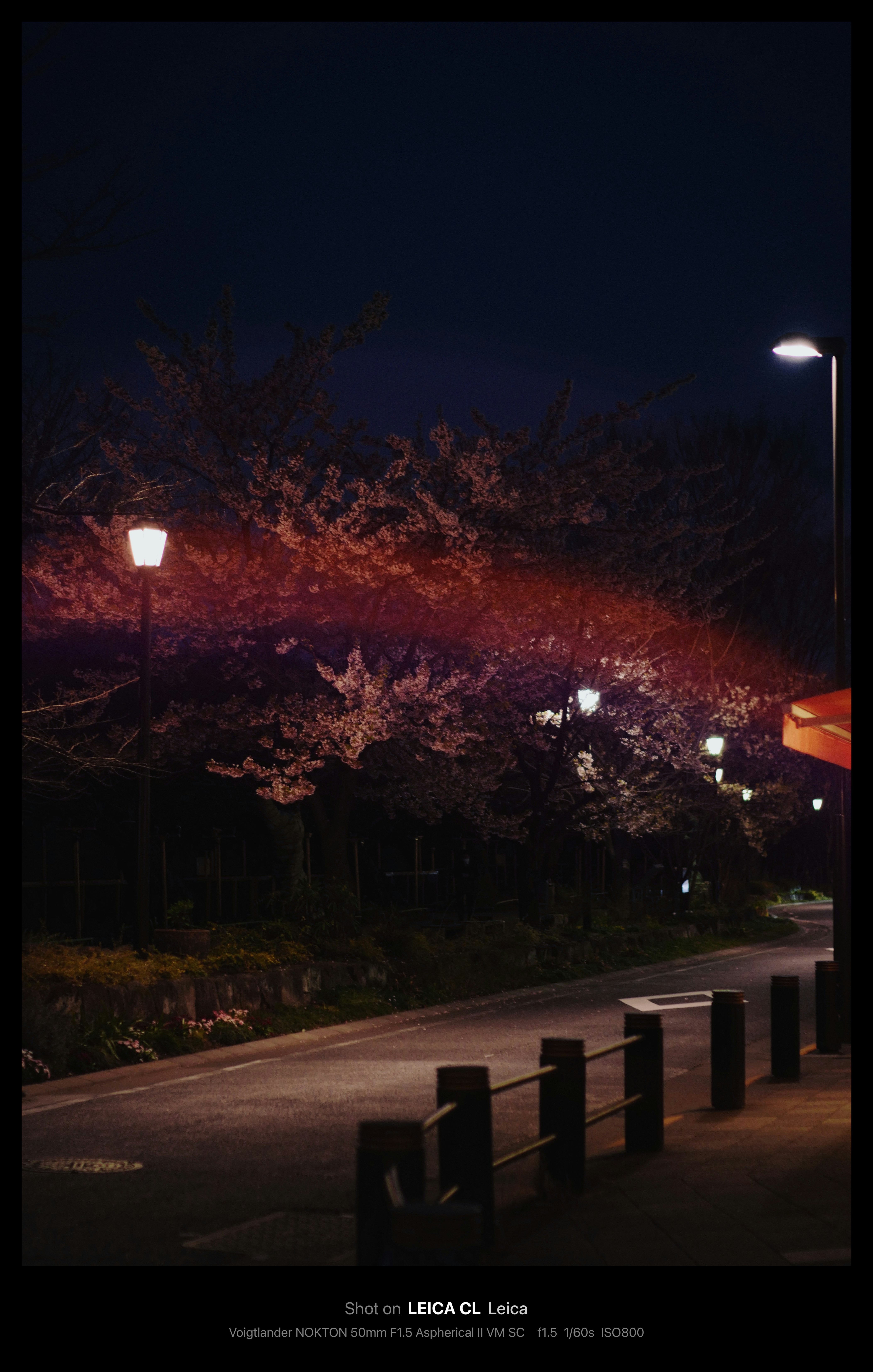 nighttime cherry blossom walkway with streetlights