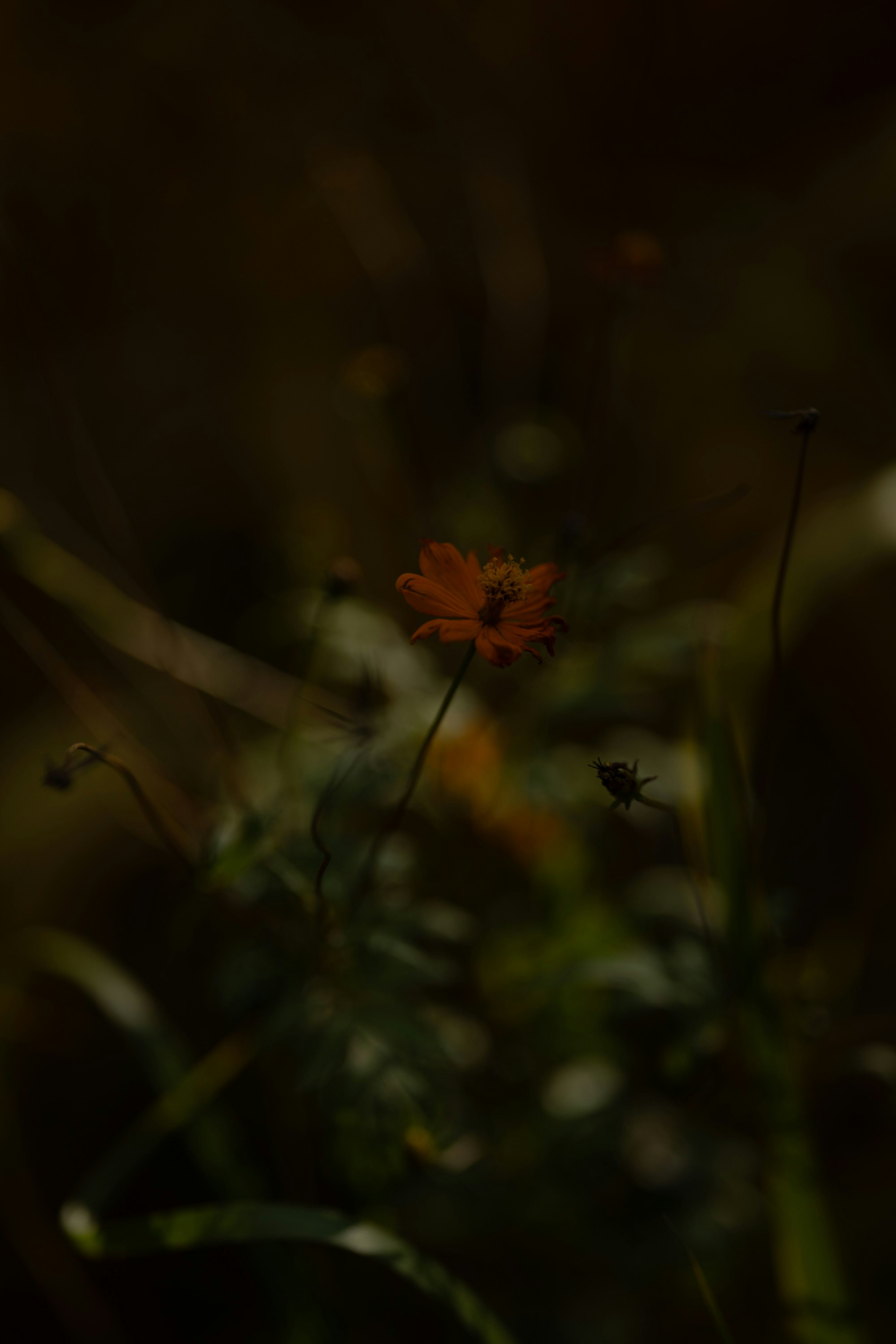 草むらの中で咲くオレンジ色の花と小さな昆虫
