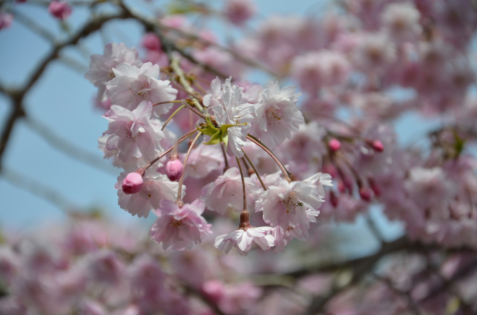 Nahaufnahme von Kirschblüten an einem Ast vor einem blauen Himmel mit rosa Blütenblättern