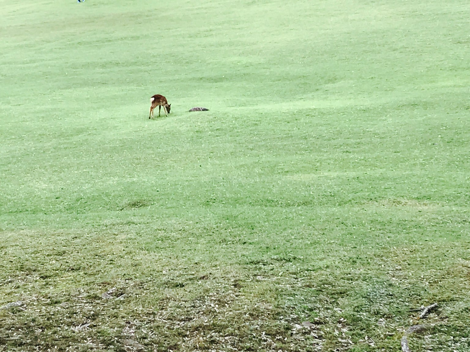 Ein kleiner brauner Hund, der auf einem grünen Rasenfeld spielt