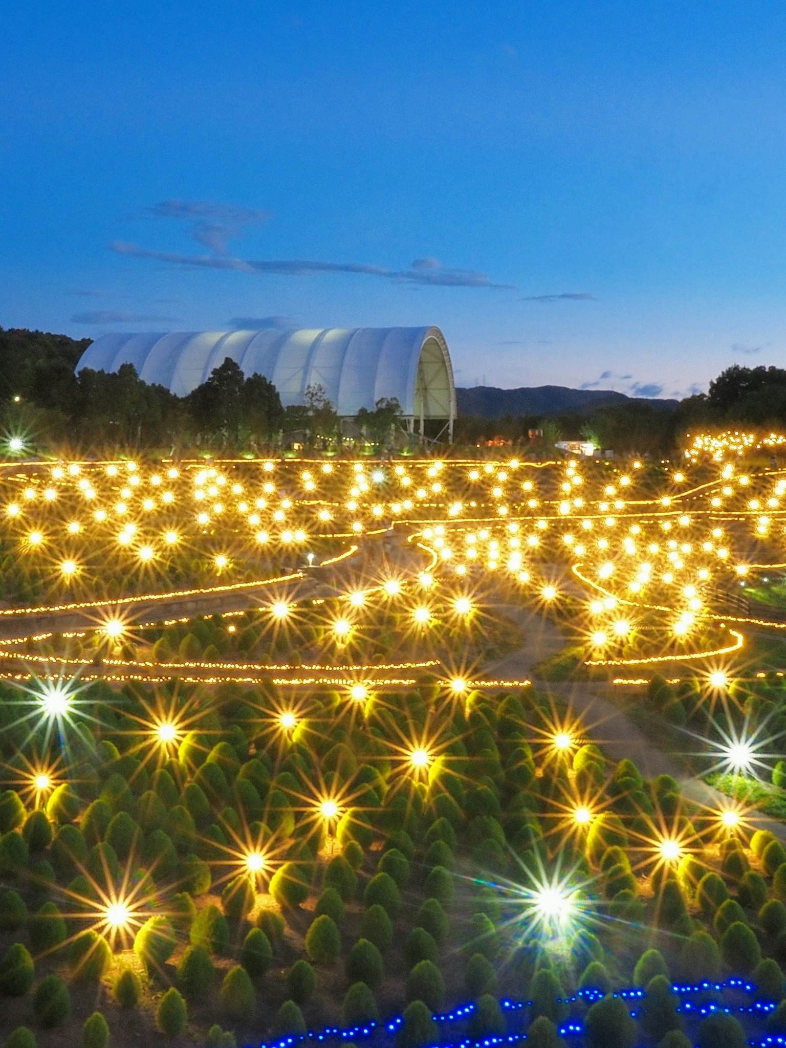 Giardino illuminato con luci decorative sotto il cielo notturno