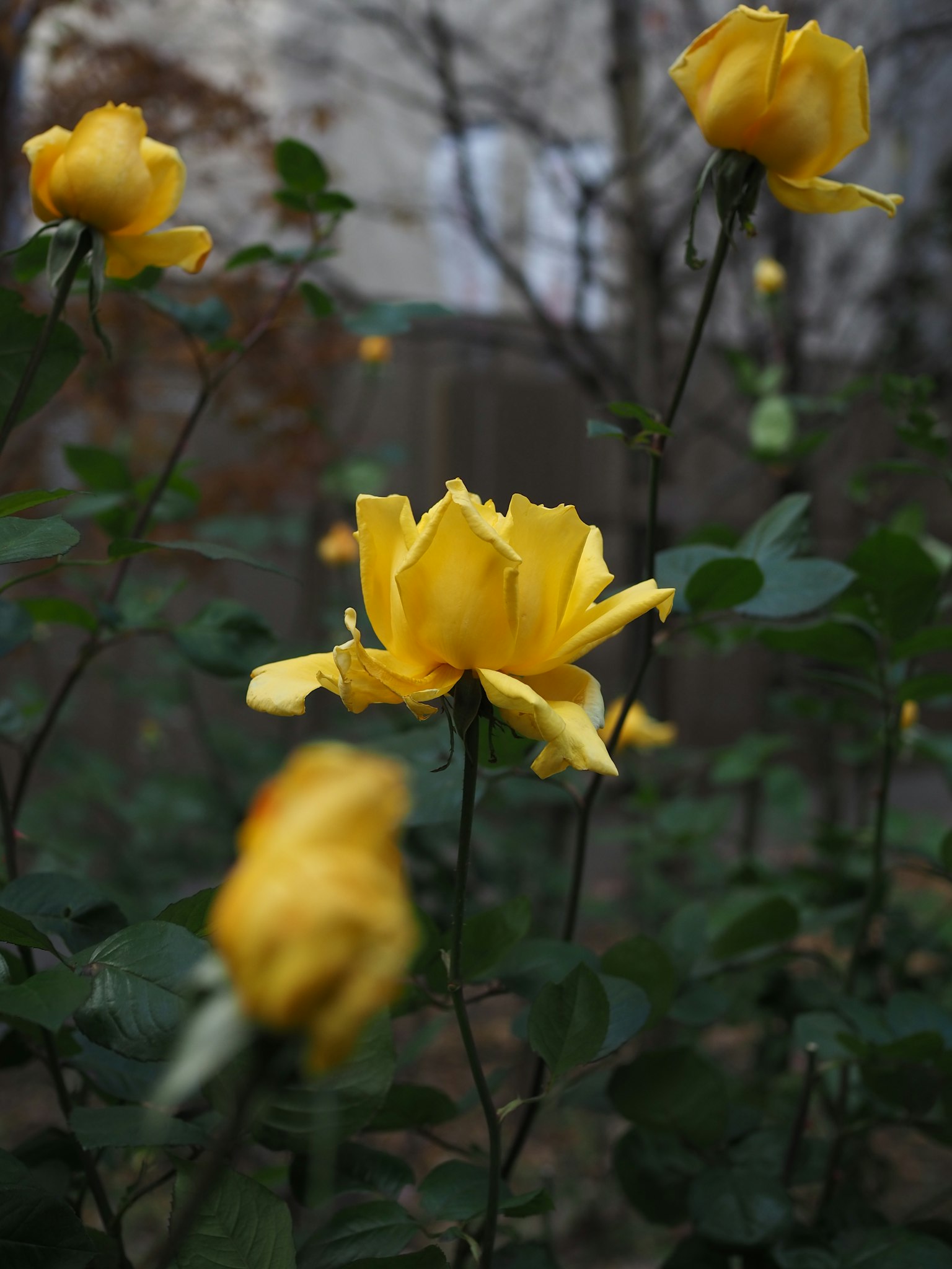 A garden scene featuring blooming yellow roses