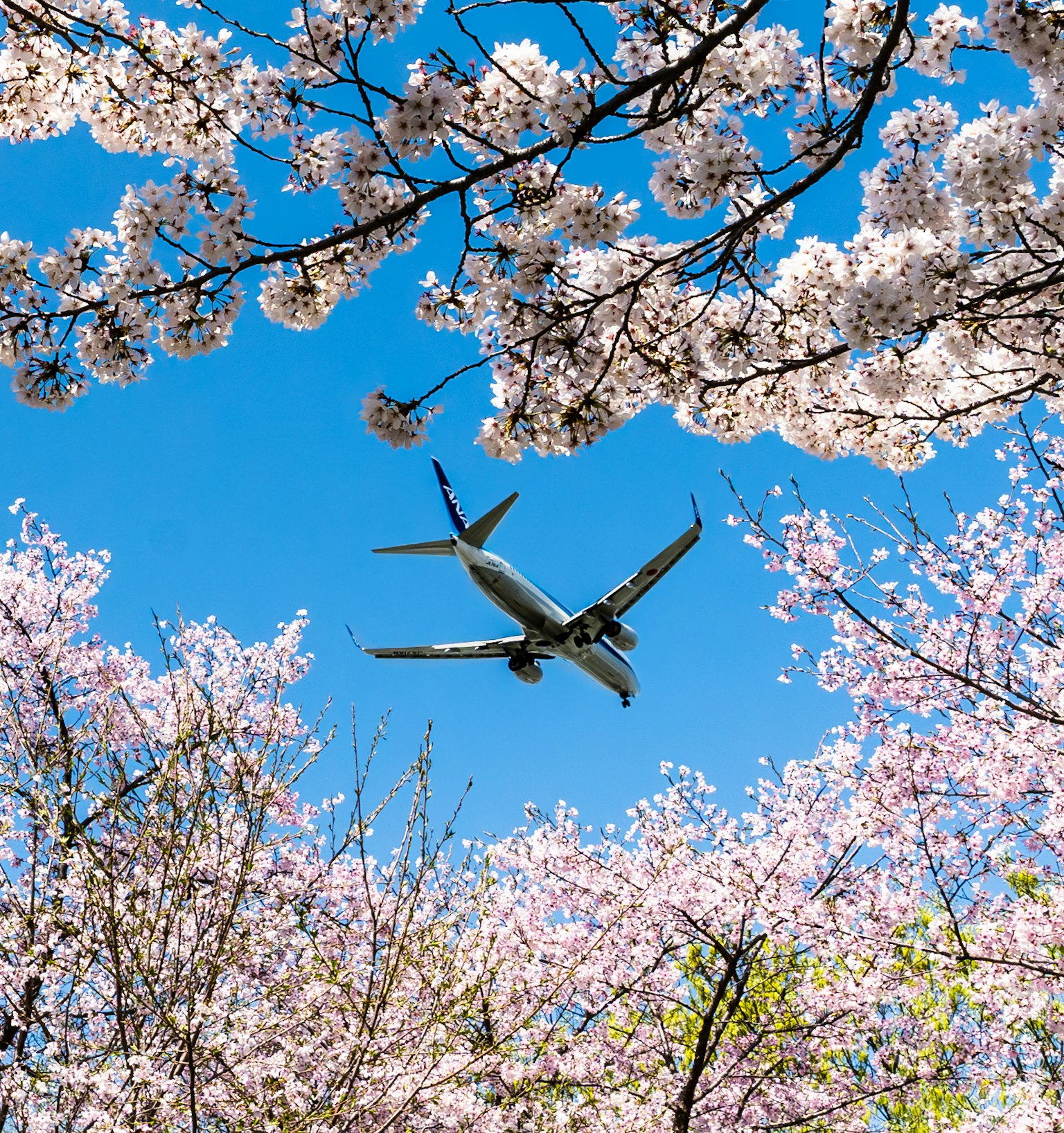 Un aereo che vola tra i ciliegi sotto un cielo azzurro