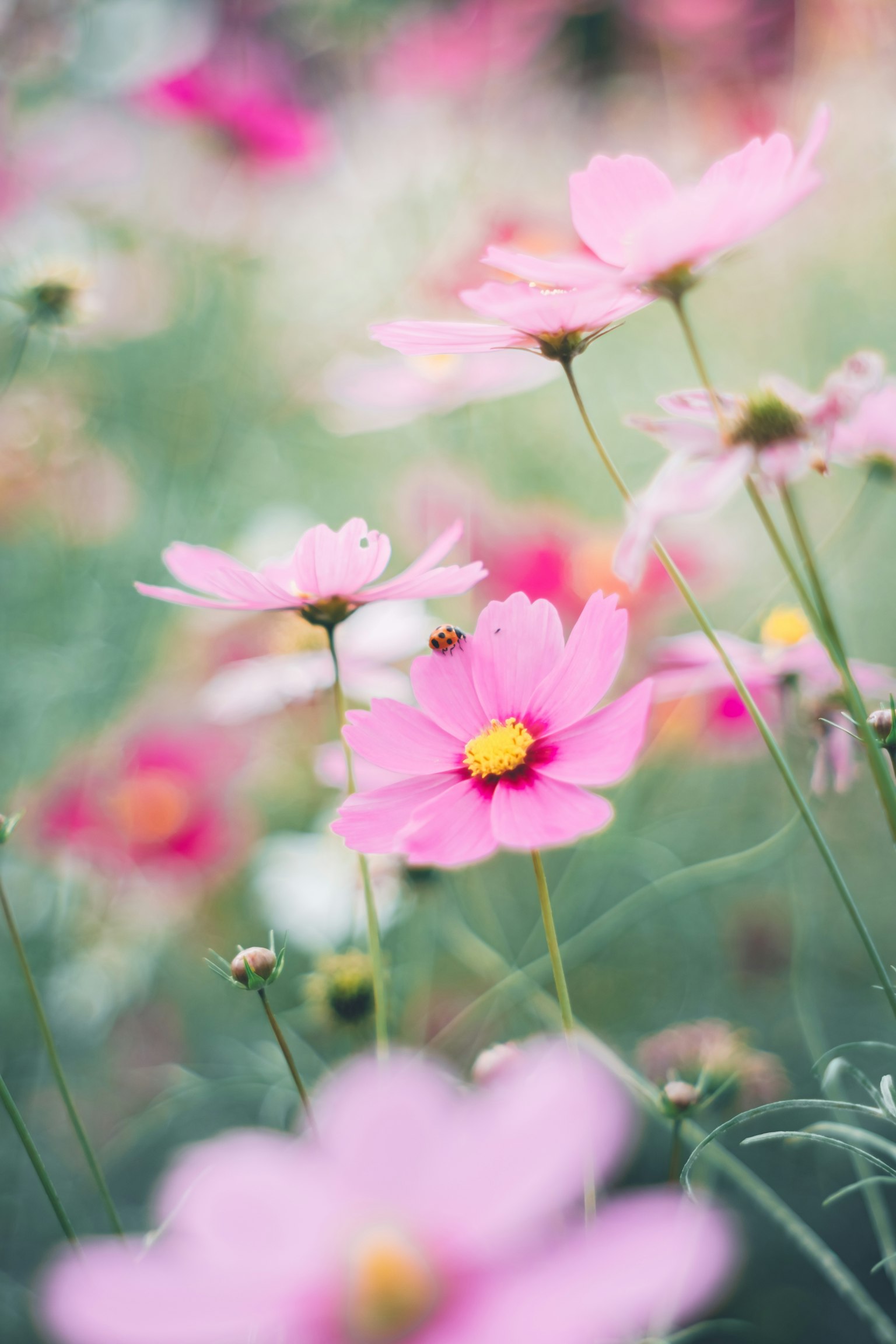 色とりどりの花が咲く風景の中で、ピンクのコスモスの花が目立つ柔らかい焦点の画像