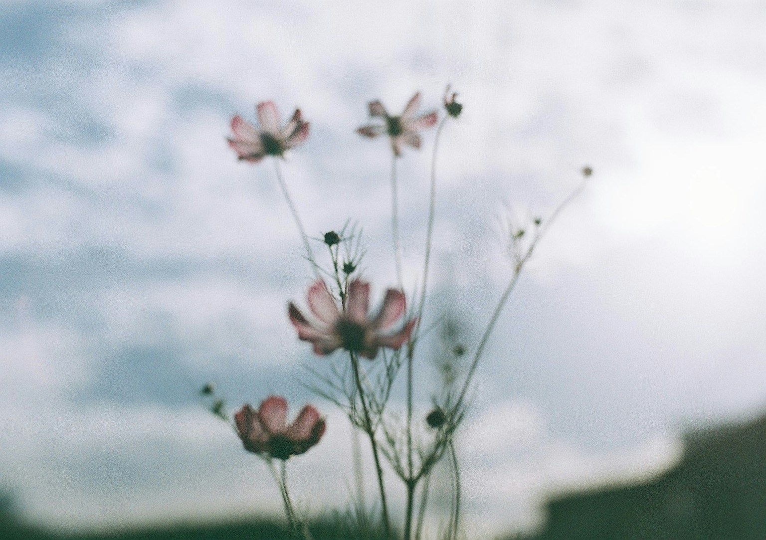 Nahaufnahme von zarten Blumen unter einem bewölkten Himmel