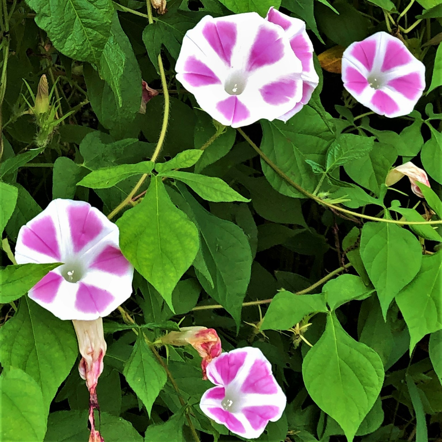 Gros plan de fleurs roses et blanches fleurissant parmi des feuilles vertes