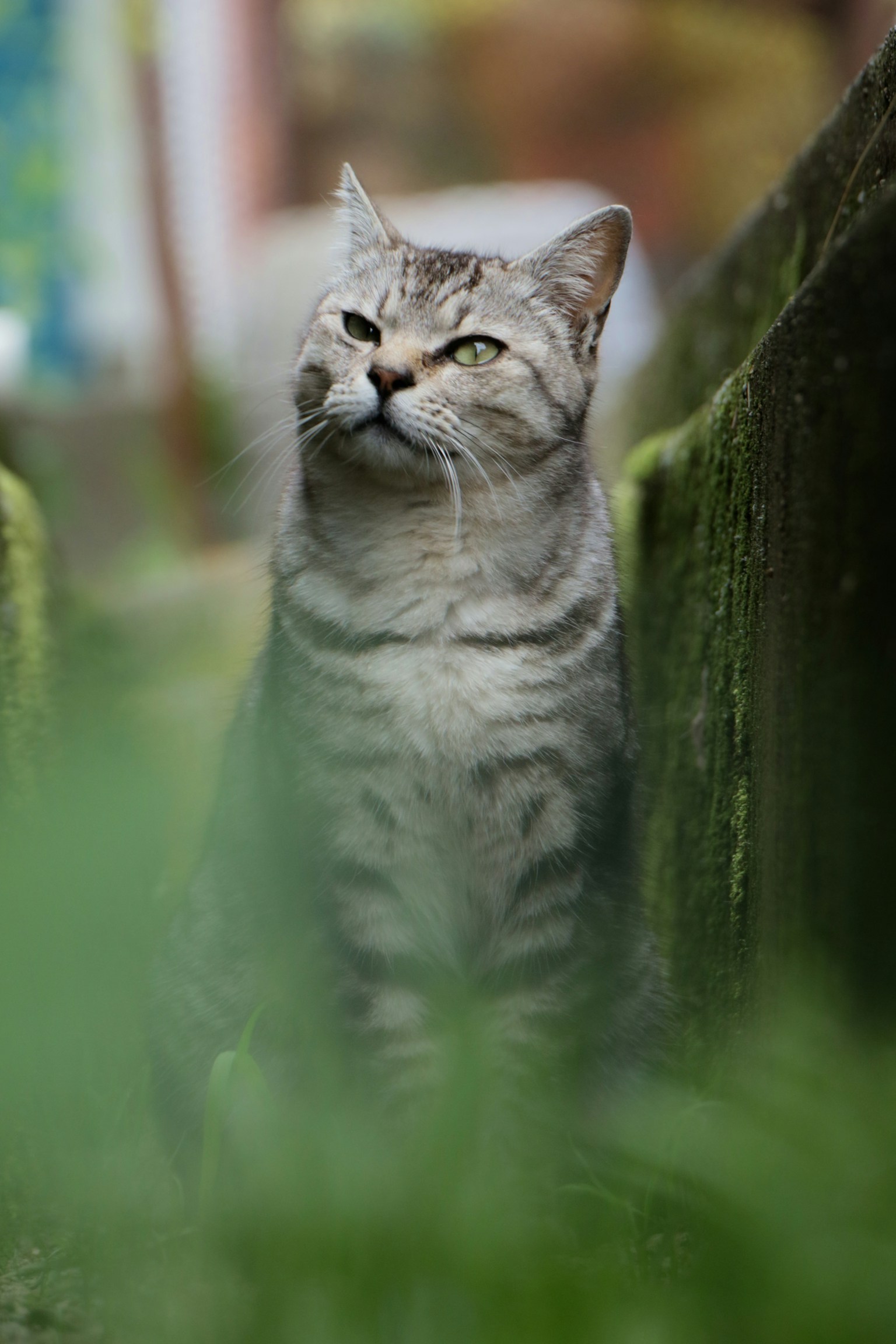 Chat gris assis dans l'herbe verte avec une expression concentrée