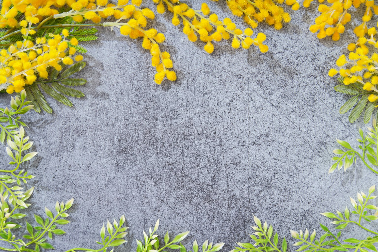 Yellow mimosa flowers and green leaves framing a gray background