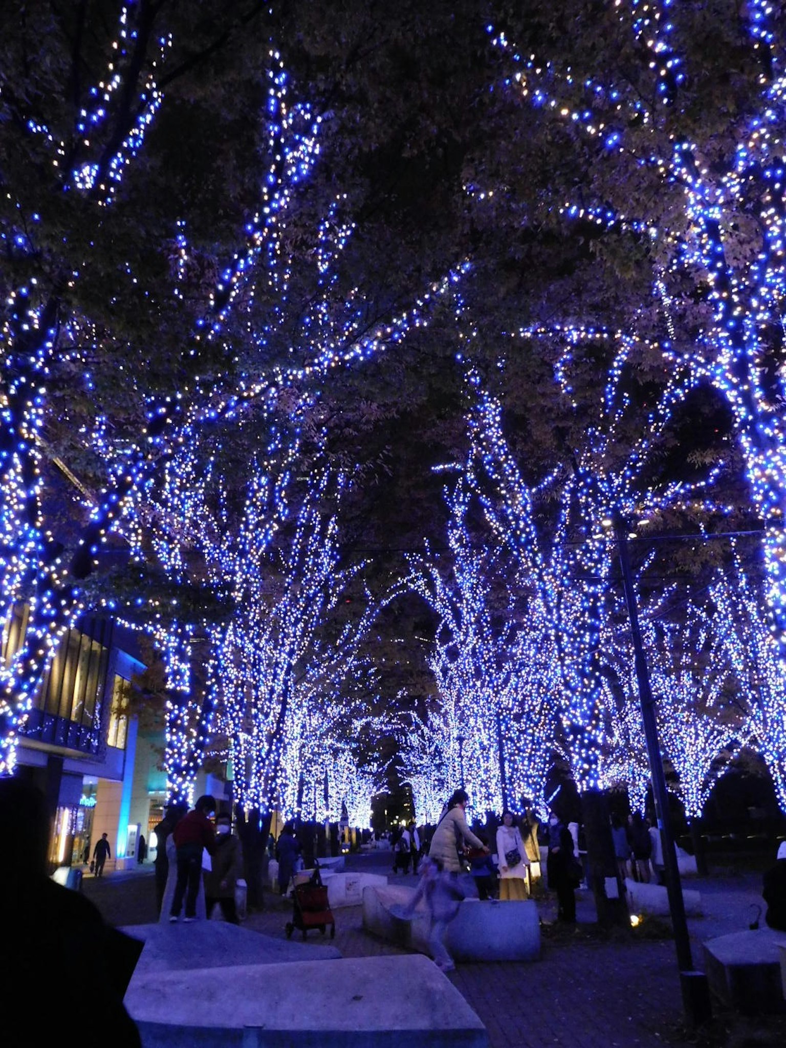 ฉากสวนสาธารณะที่มีต้นไม้ประดับด้วยไฟสีน้ำเงินในตอนกลางคืน