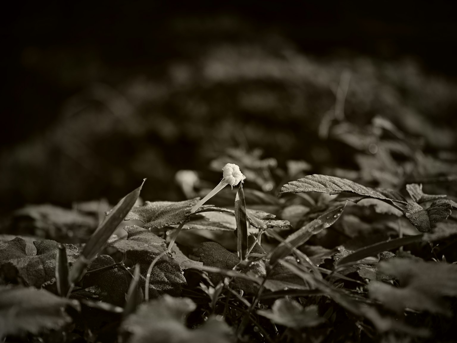 photo-3D4UaXF8LyRkRWXmKWWB-image