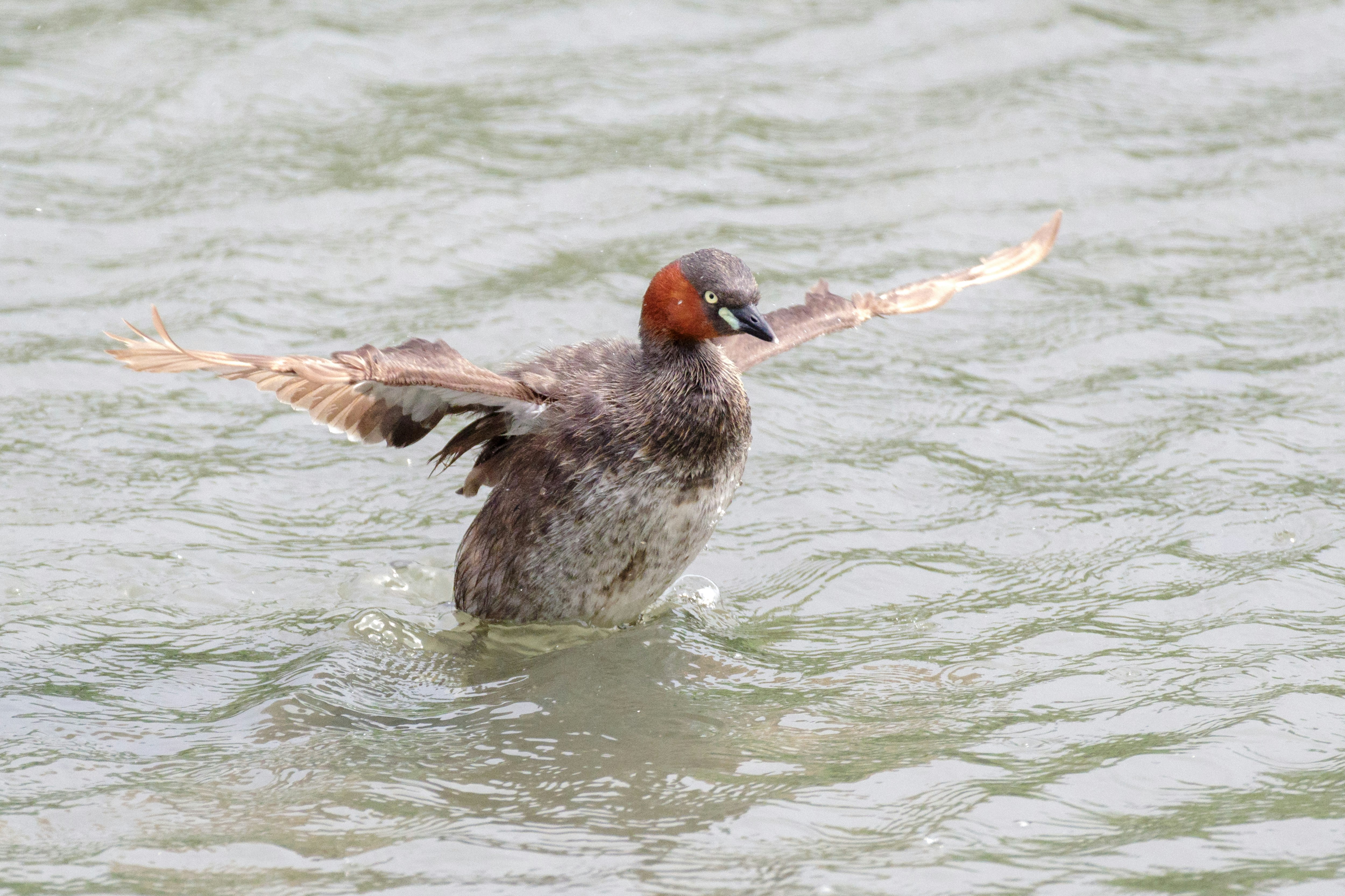 水中で羽を広げるカモメのような鳥