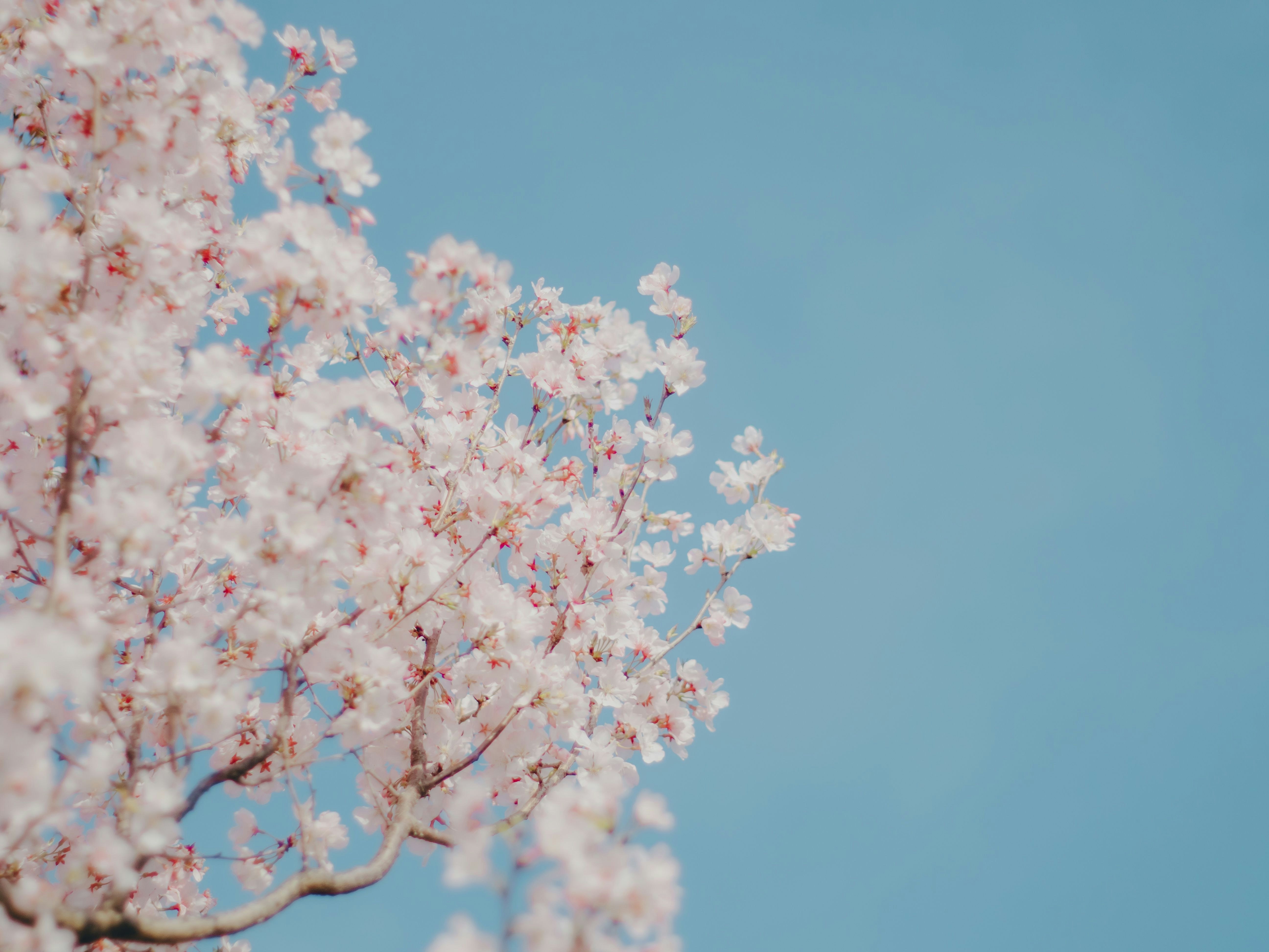 rami di ciliegio in fiore contro un cielo azzurro